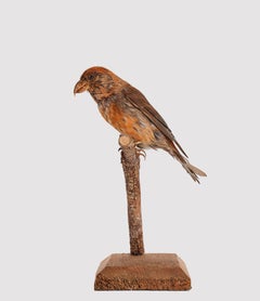 Stuffed bird, Common Crossbill (Loxia curvirostra), Italy 1880.