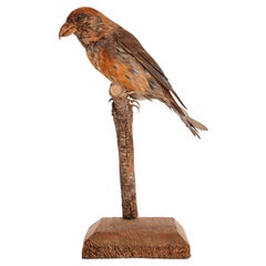 Stuffed bird, Common Crossbill (Loxia curvirostra), Italy 1880.