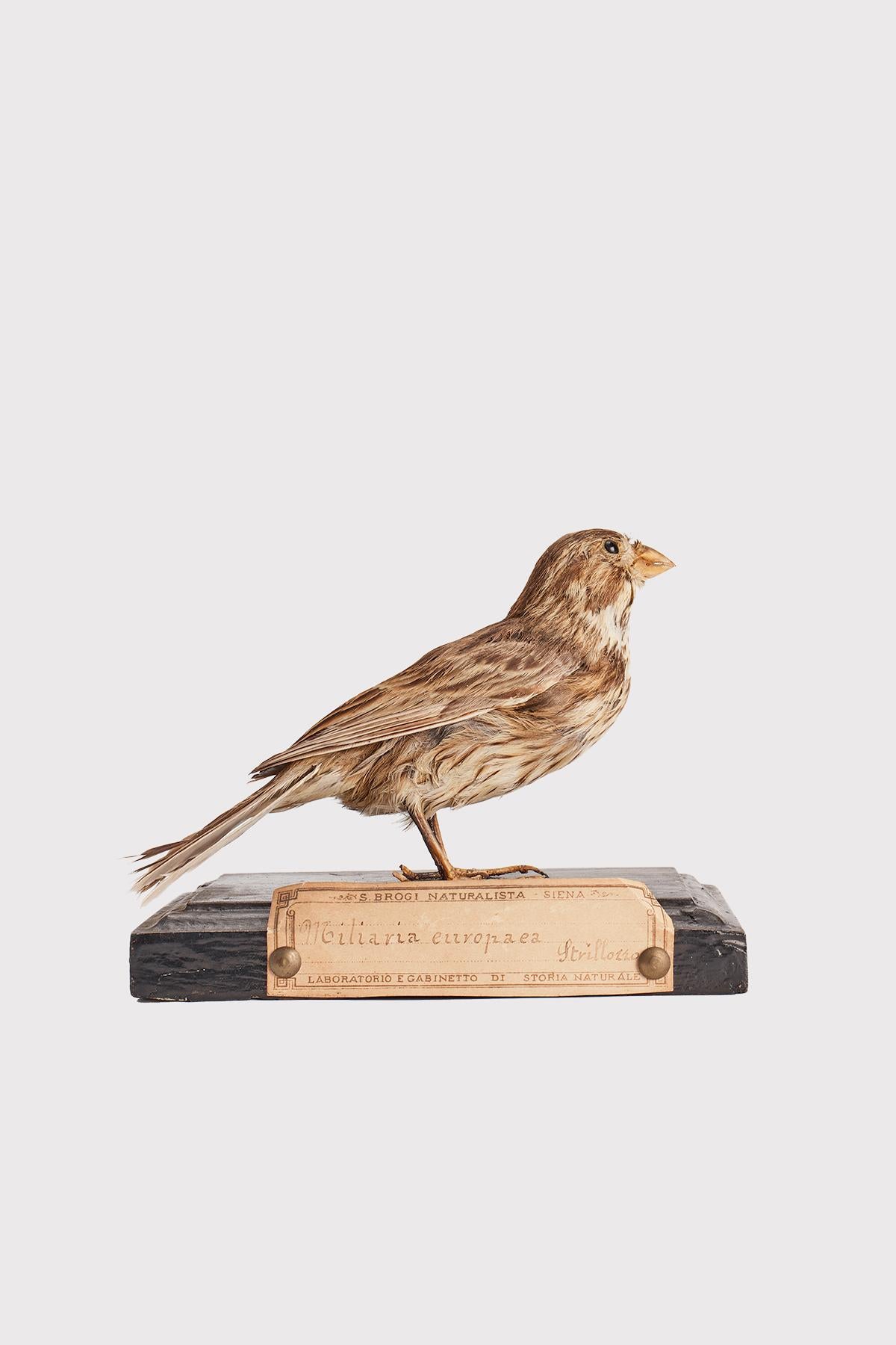 Naturpräparat aus der Wunderkammer Ausgestopfter Vogel (Emberiza calandra) Ammer, montiert auf einem Holzsockel mit Kartusche Präparat für Labor und Naturalienschrank. S. Brogi Naturalista. Siena, Italien 1880 ca.