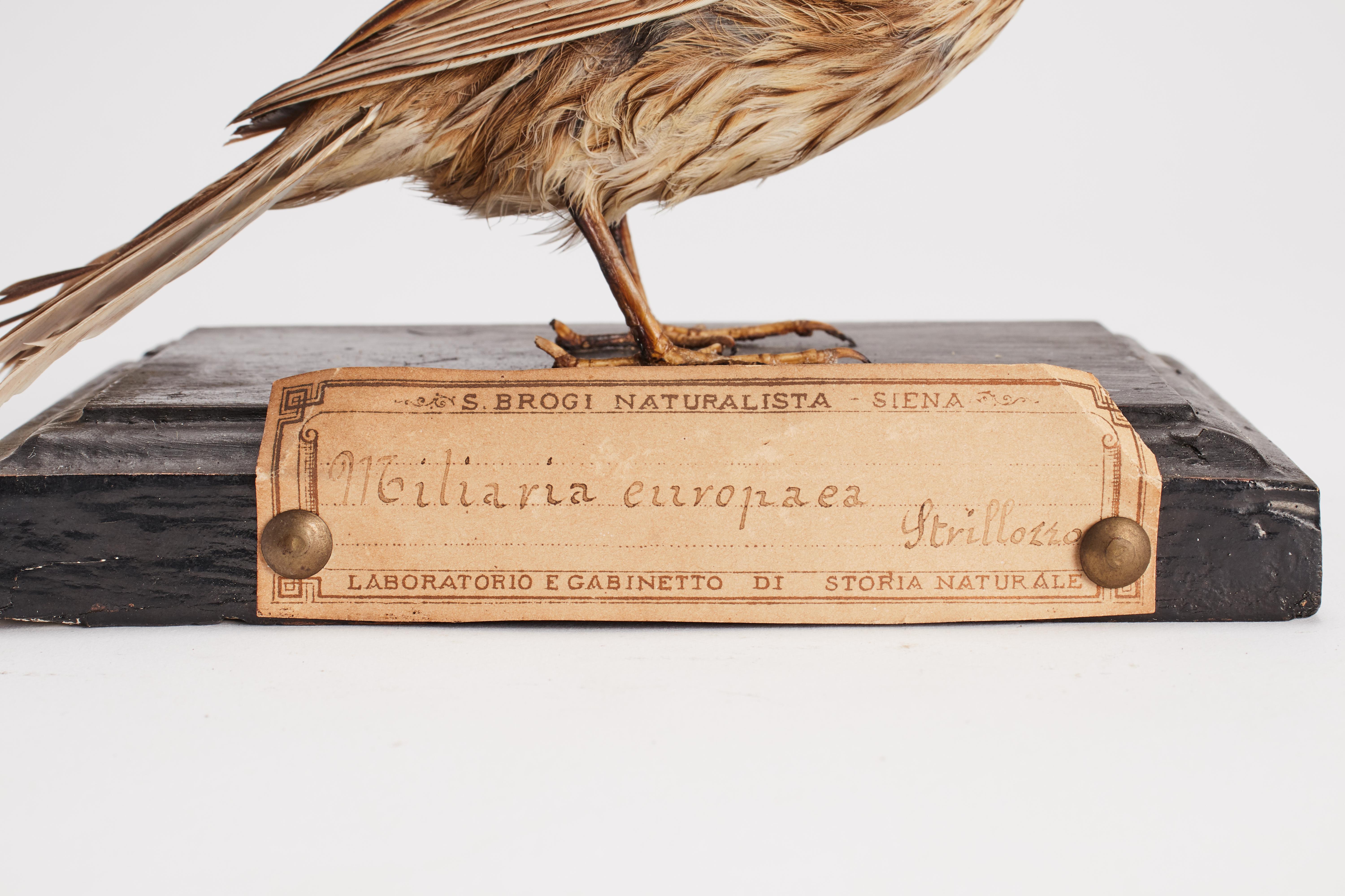 Italian Stuffed bird for natural history cabinet: a Bunting, Italy 1880.  For Sale