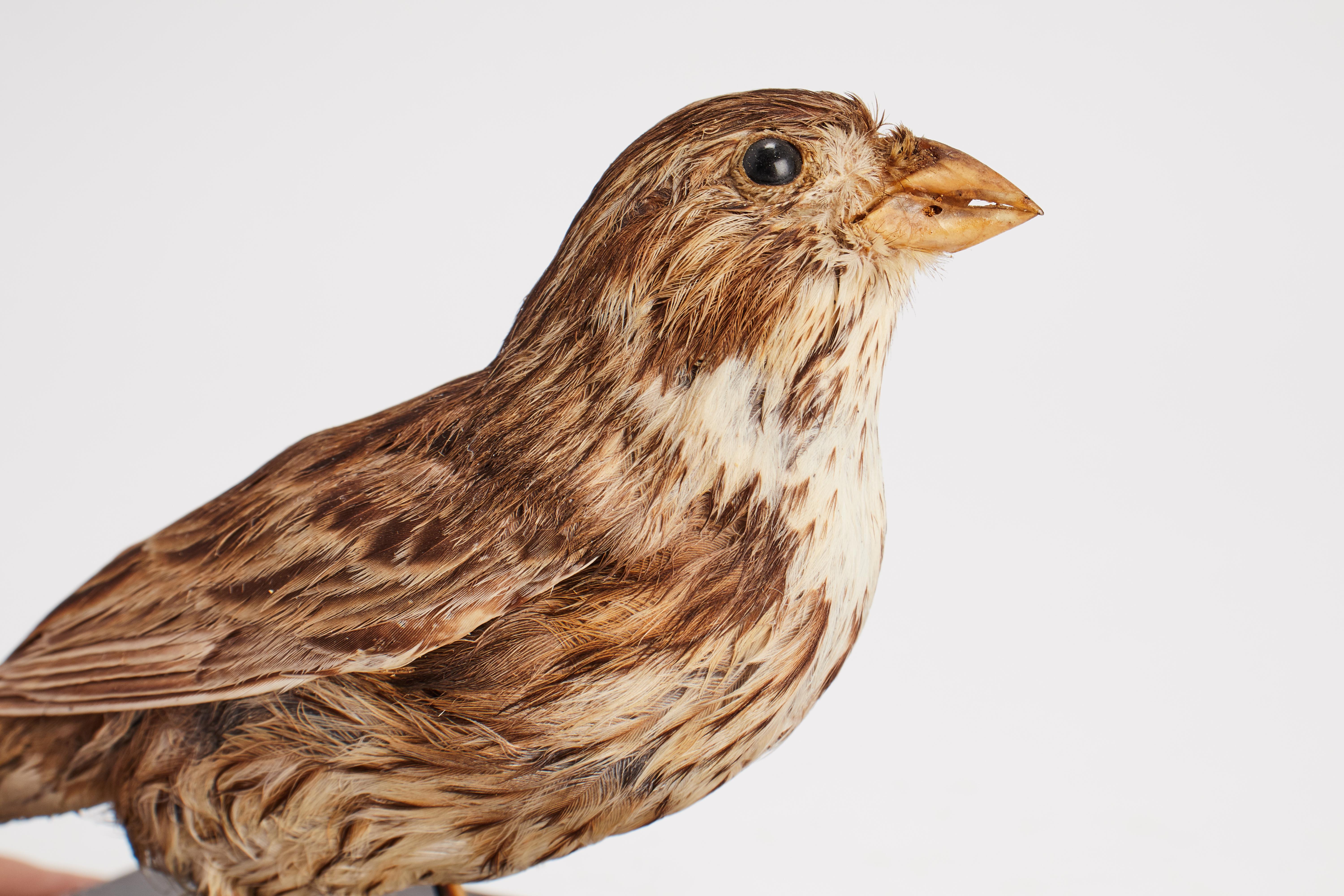 Stuffed bird for natural history cabinet: a Bunting, Italy 1880.  In Good Condition For Sale In Milan, IT