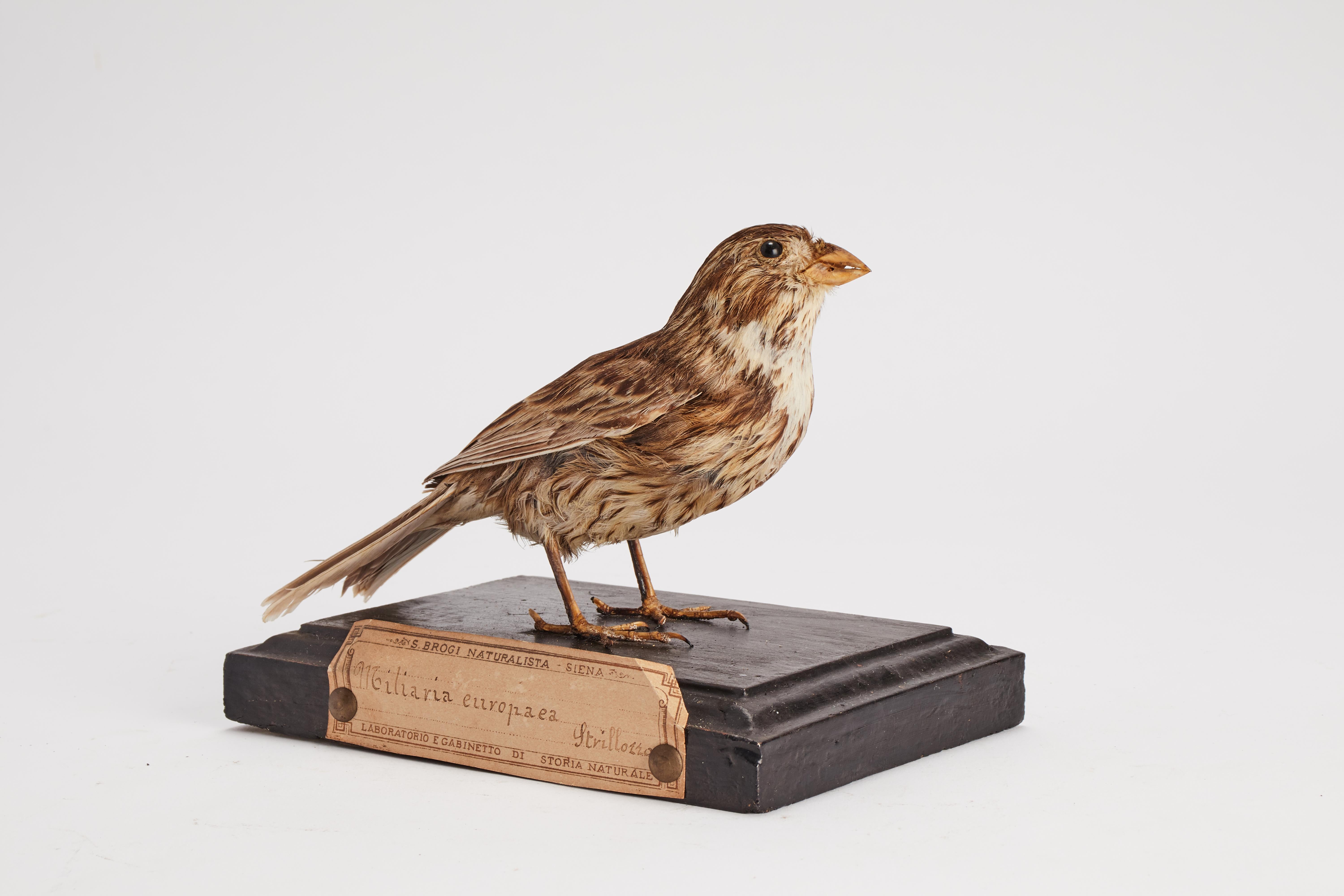 Stuffed bird for natural history cabinet: a Bunting, Italien 1880.  (19. Jahrhundert) im Angebot