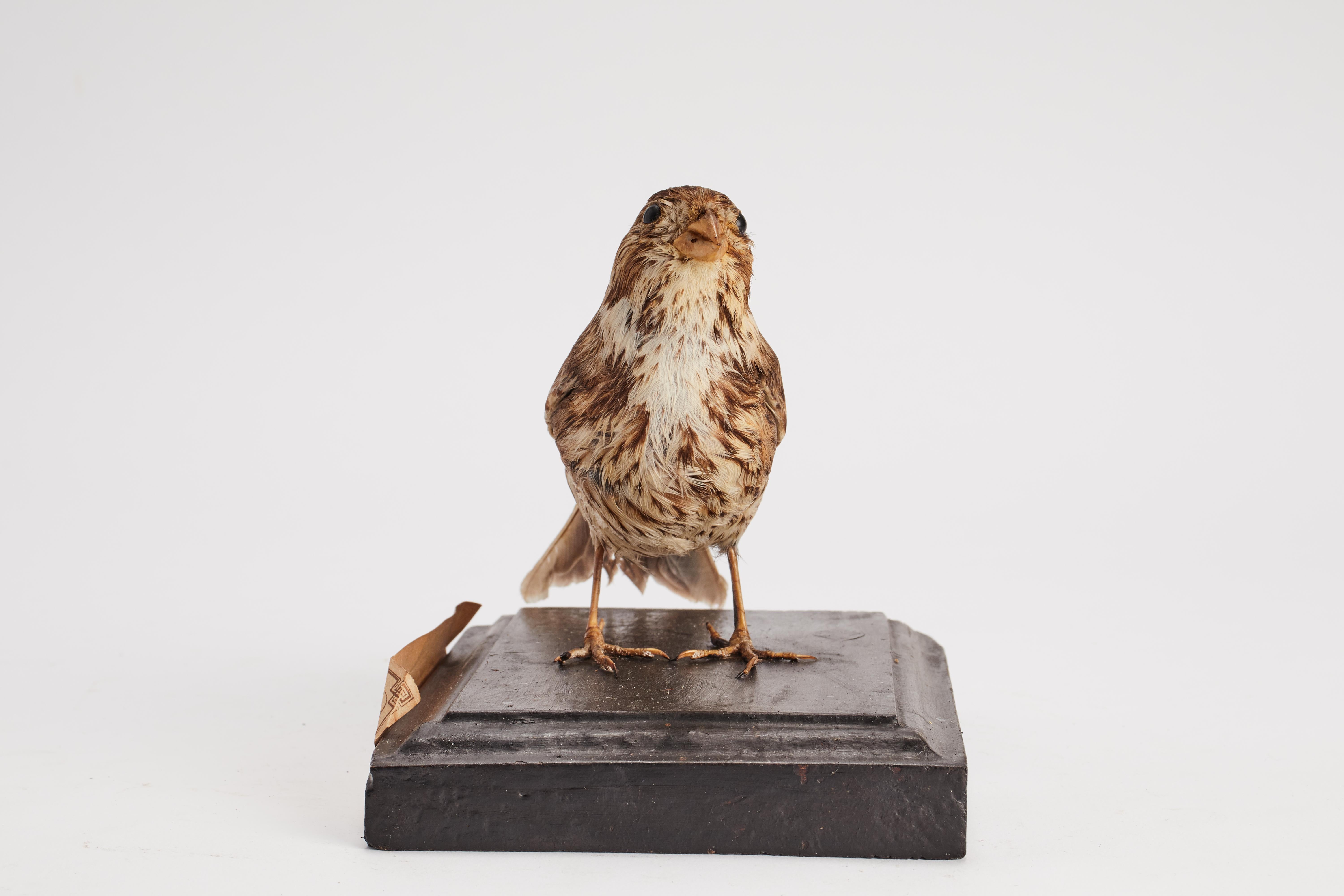 Wood Stuffed bird for natural history cabinet: a Bunting, Italy 1880.  For Sale