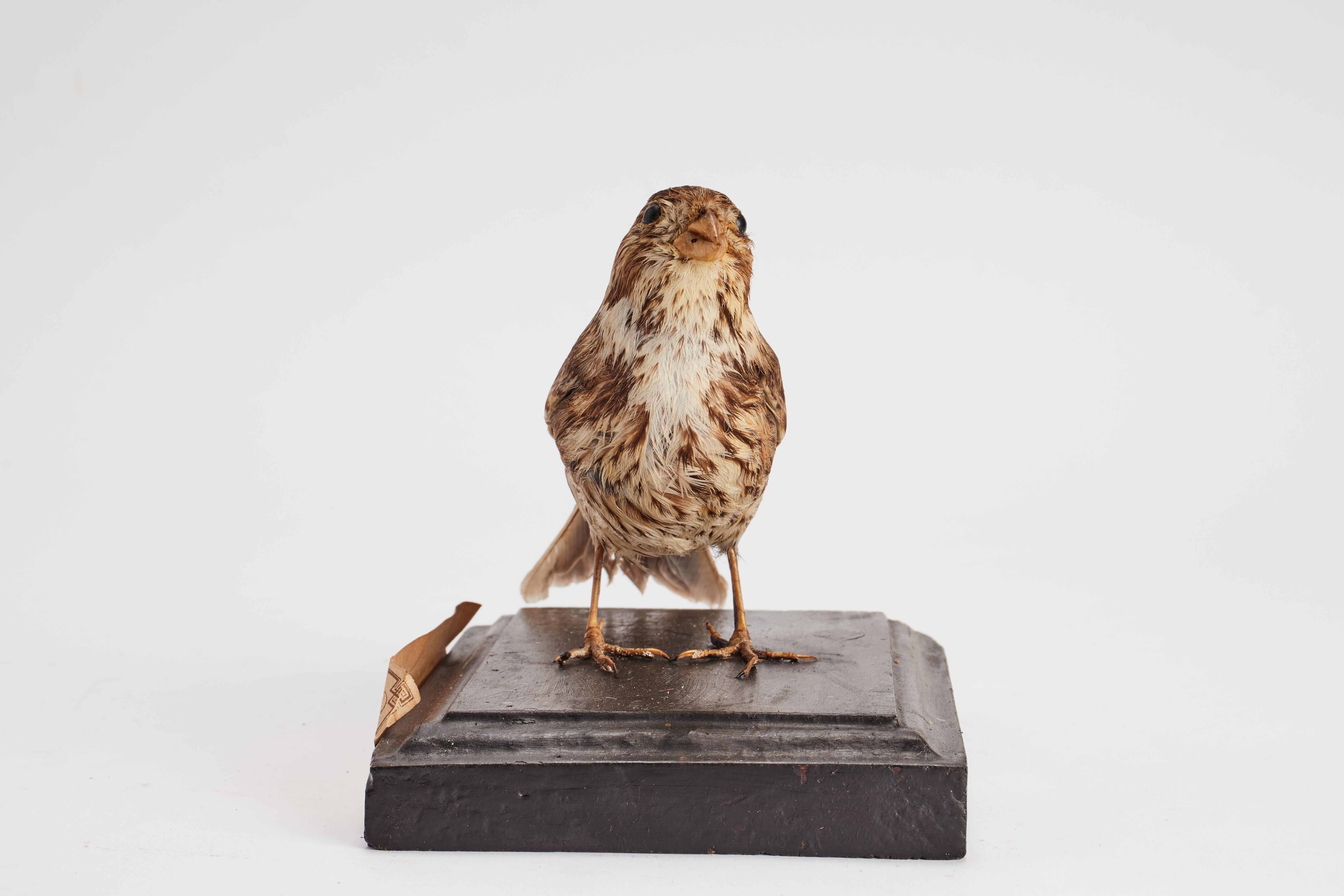 Wood Stuffed bird for natural history cabinet: a Bunting, Italy 1880. For Sale