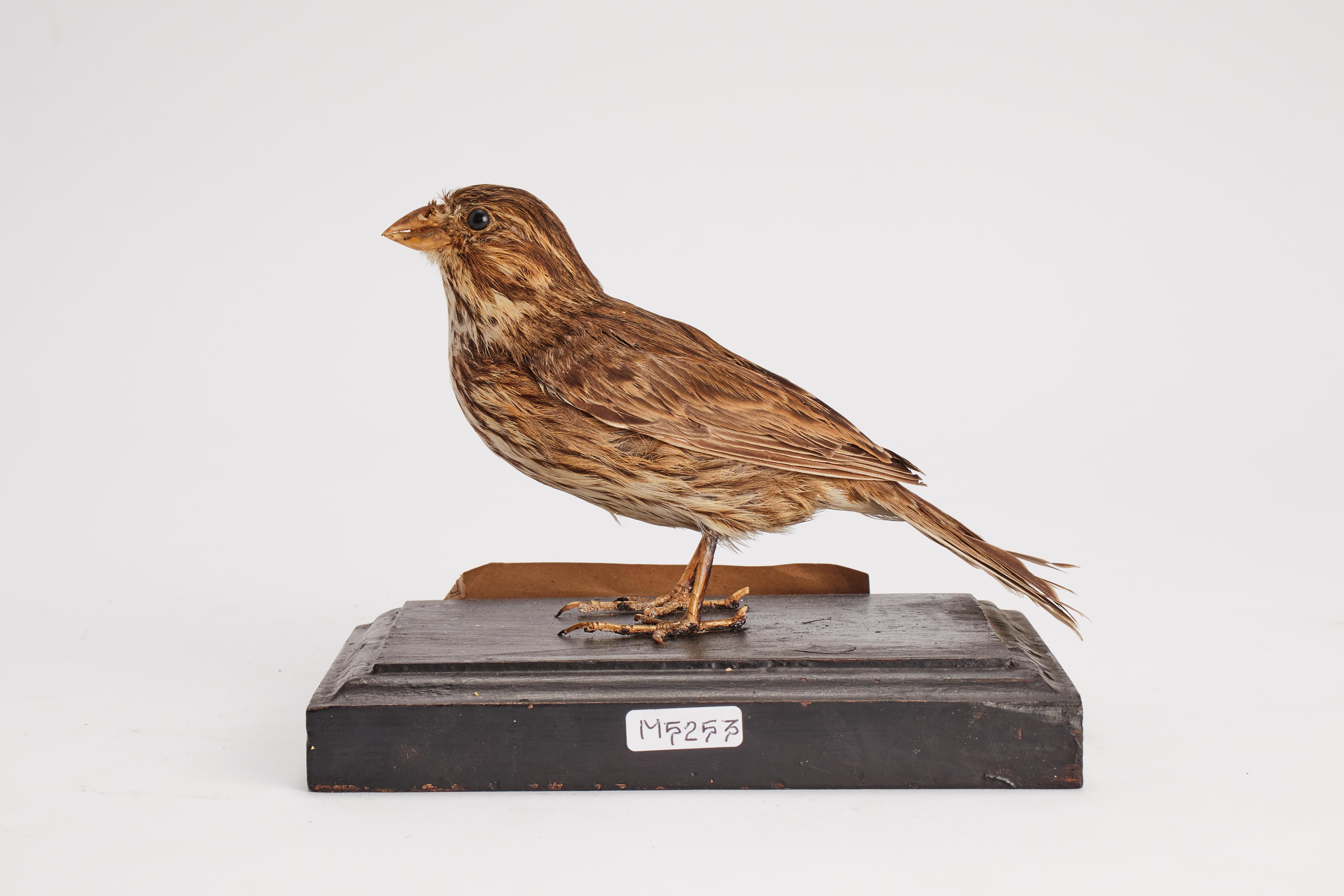 Stuffed bird for natural history cabinet: a Bunting, Italy 1880.  For Sale 1