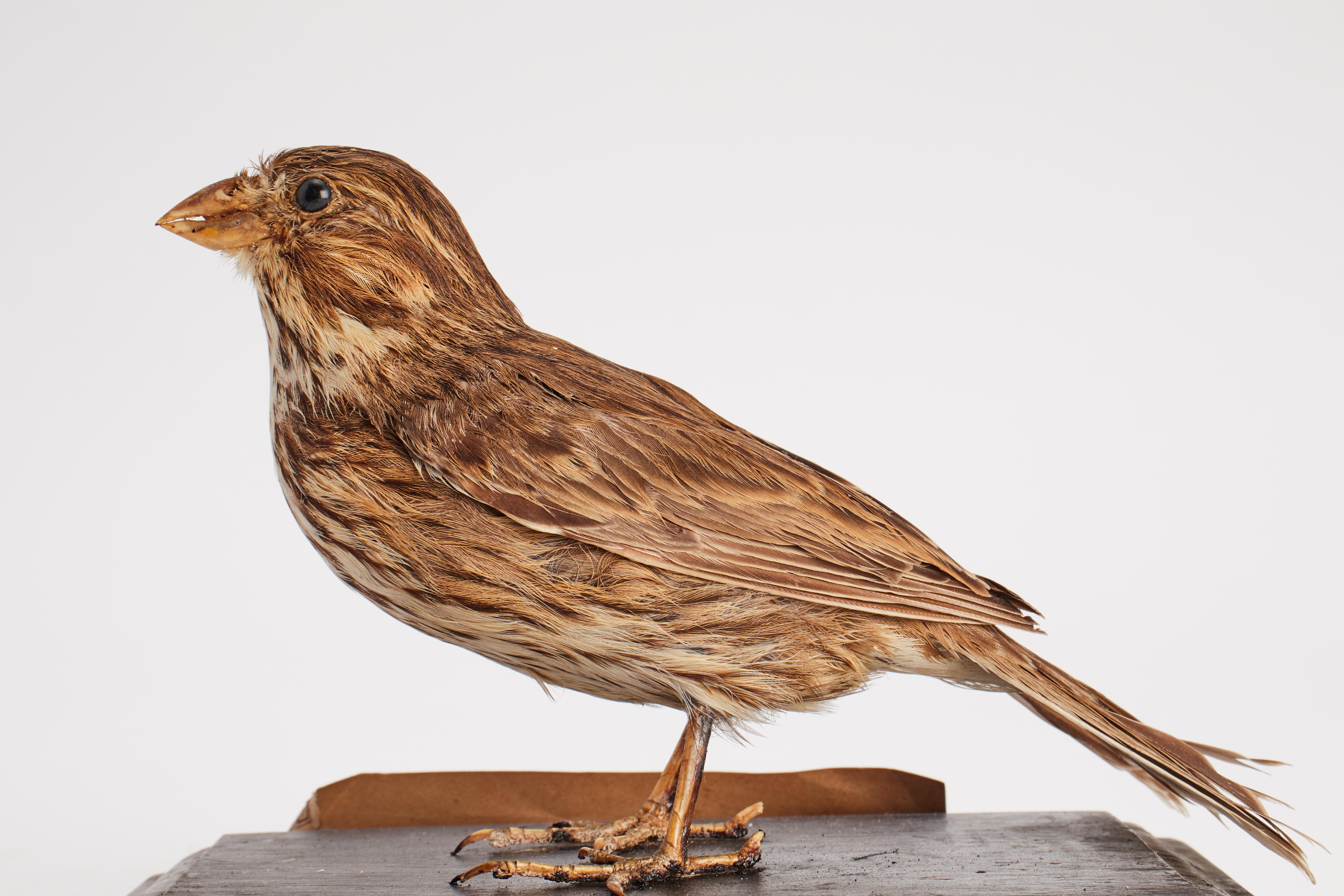 Stuffed bird for natural history cabinet: a Bunting, Italy 1880.  For Sale 2