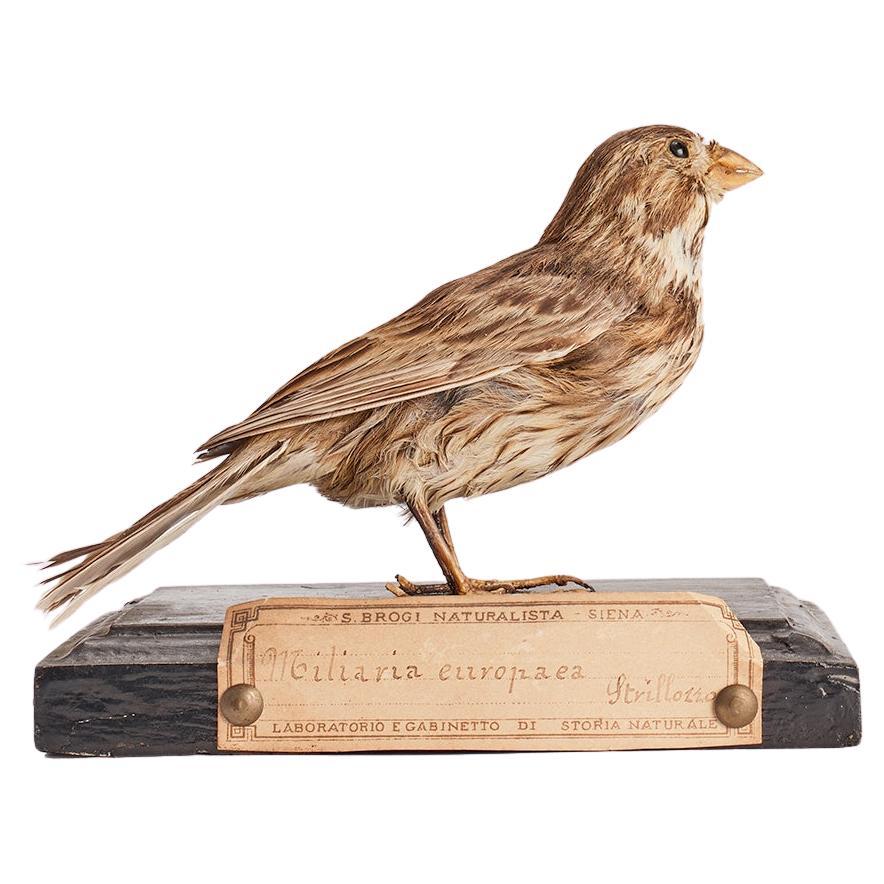 Stuffed bird for natural history cabinet: a Bunting, Italien 1880.  im Angebot