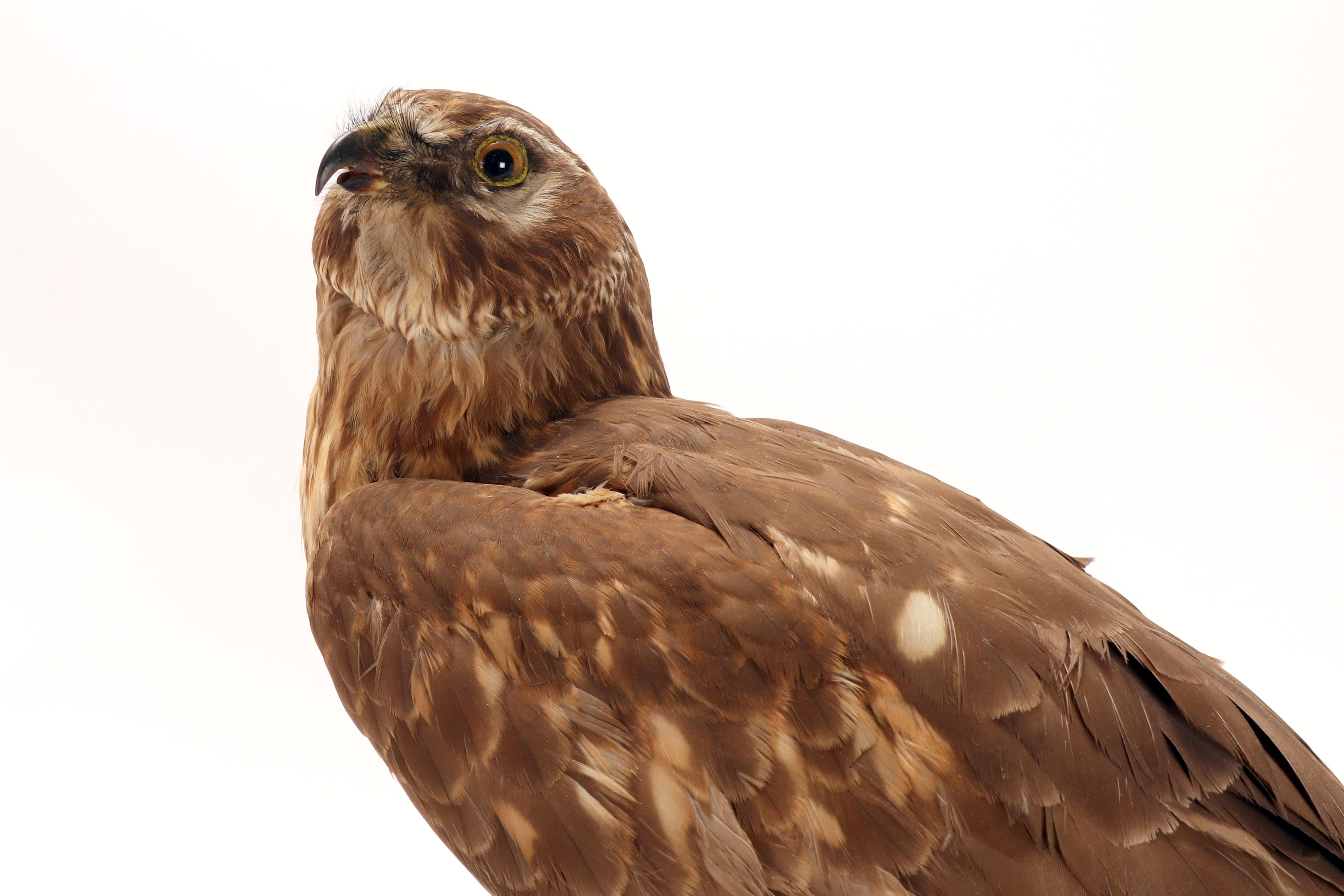 Oiseau empaillé pour cabinet d'histoire naturelle, une buse commune, Italie 1880. en vente 4