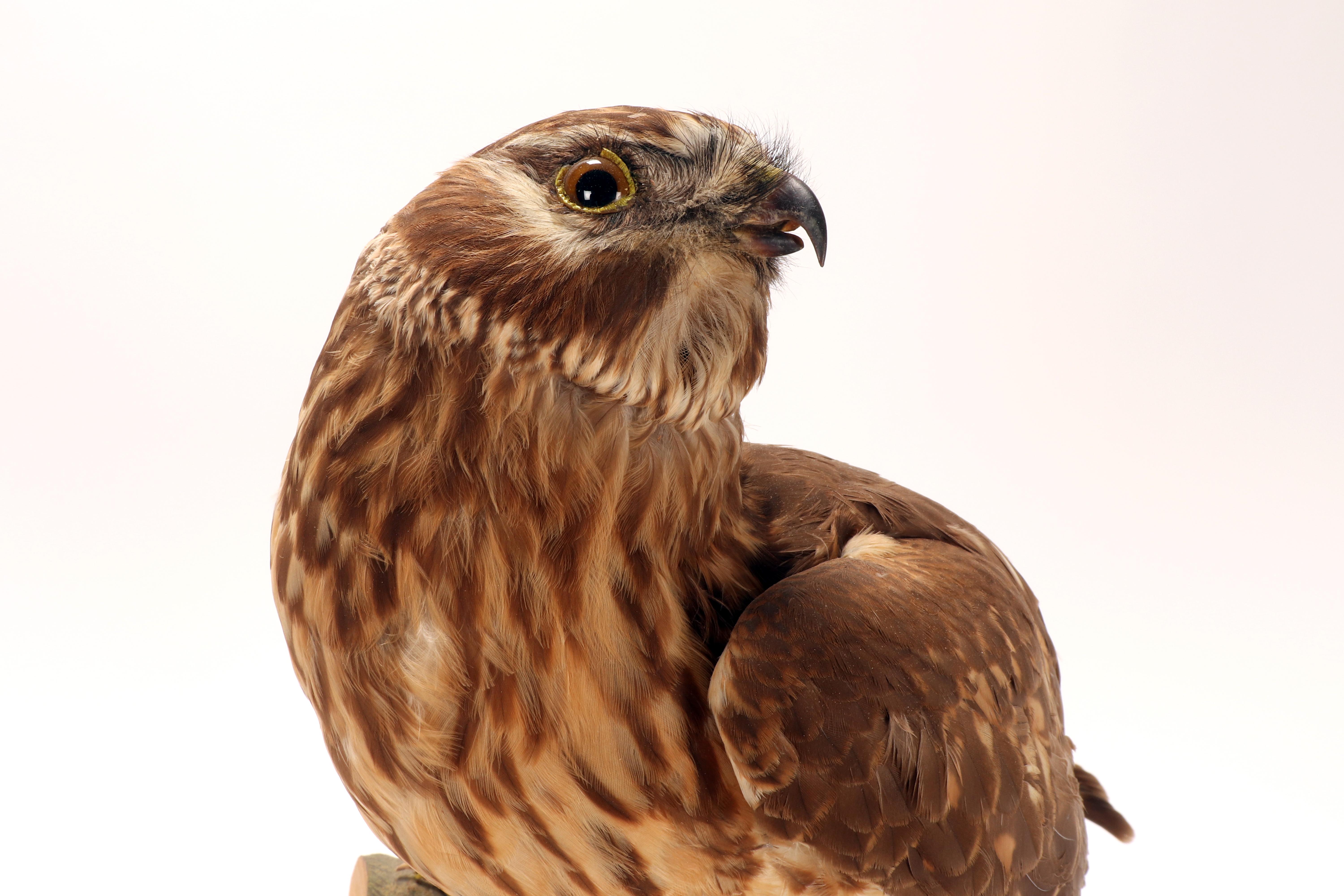 Oiseau empaillé pour cabinet d'histoire naturelle, une buse commune, Italie 1880. en vente 5