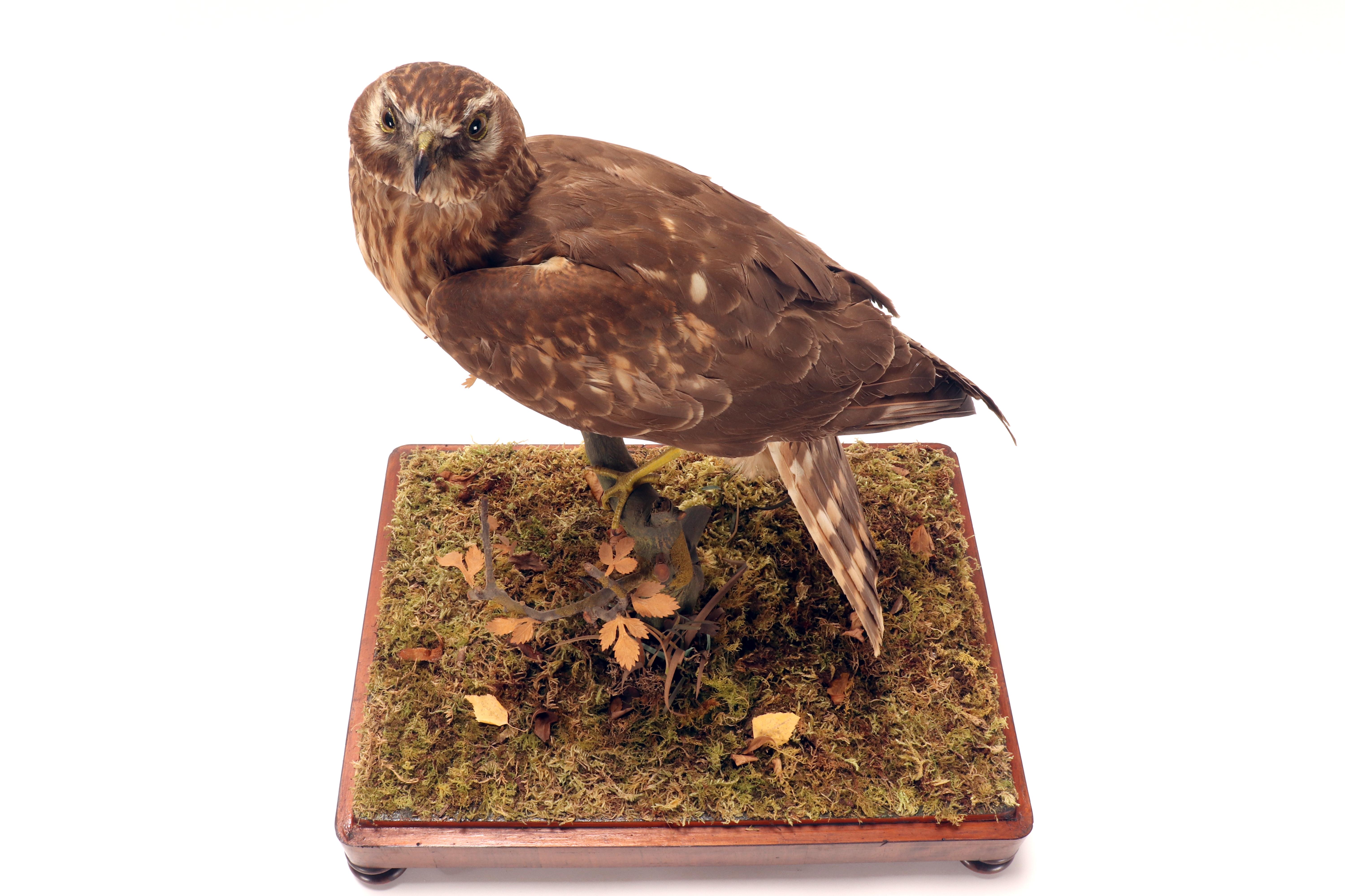 Oiseau empaillé pour cabinet d'histoire naturelle, une buse commune, Italie 1880. en vente 6