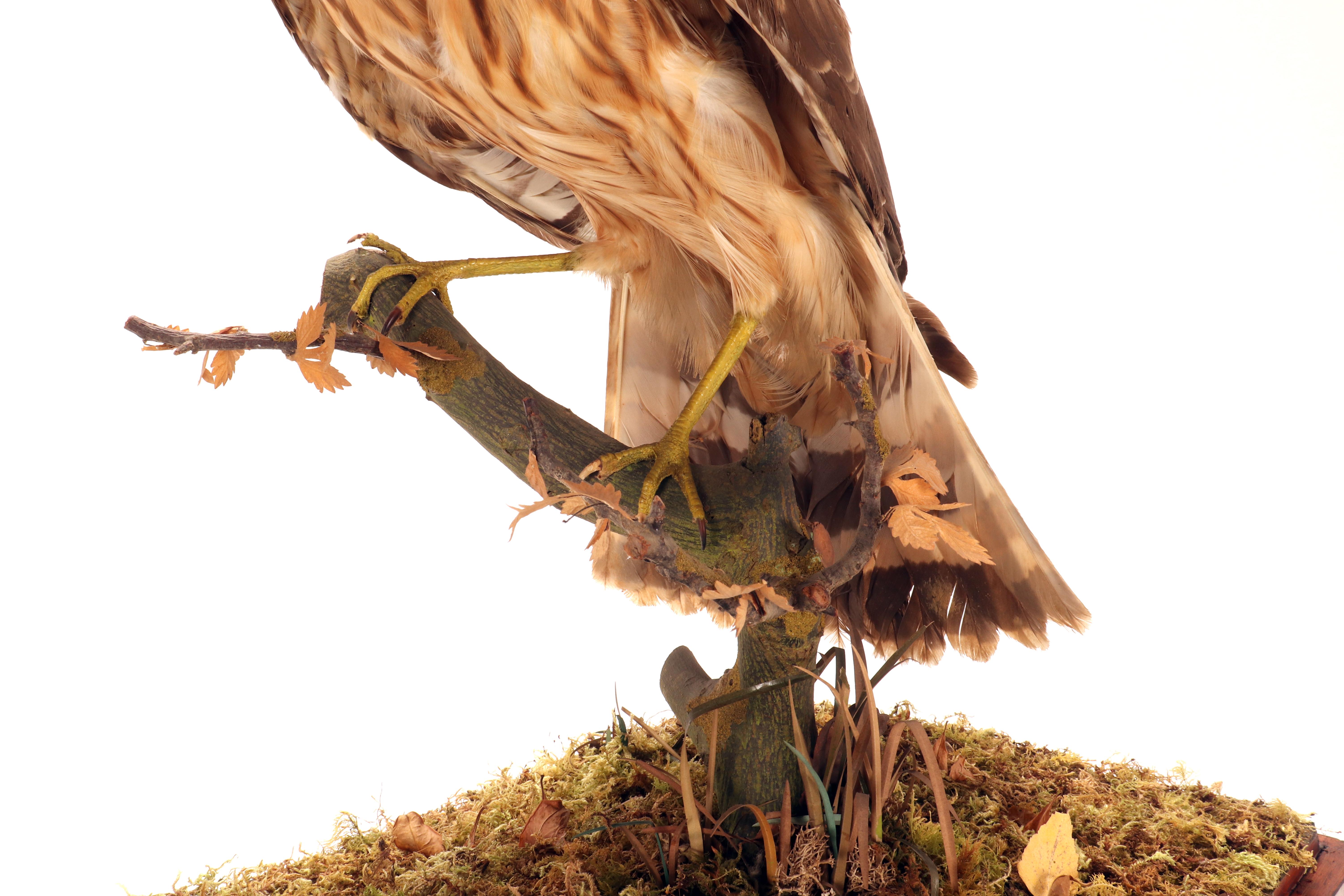 Oiseau empaillé pour cabinet d'histoire naturelle, une buse commune, Italie 1880. en vente 7