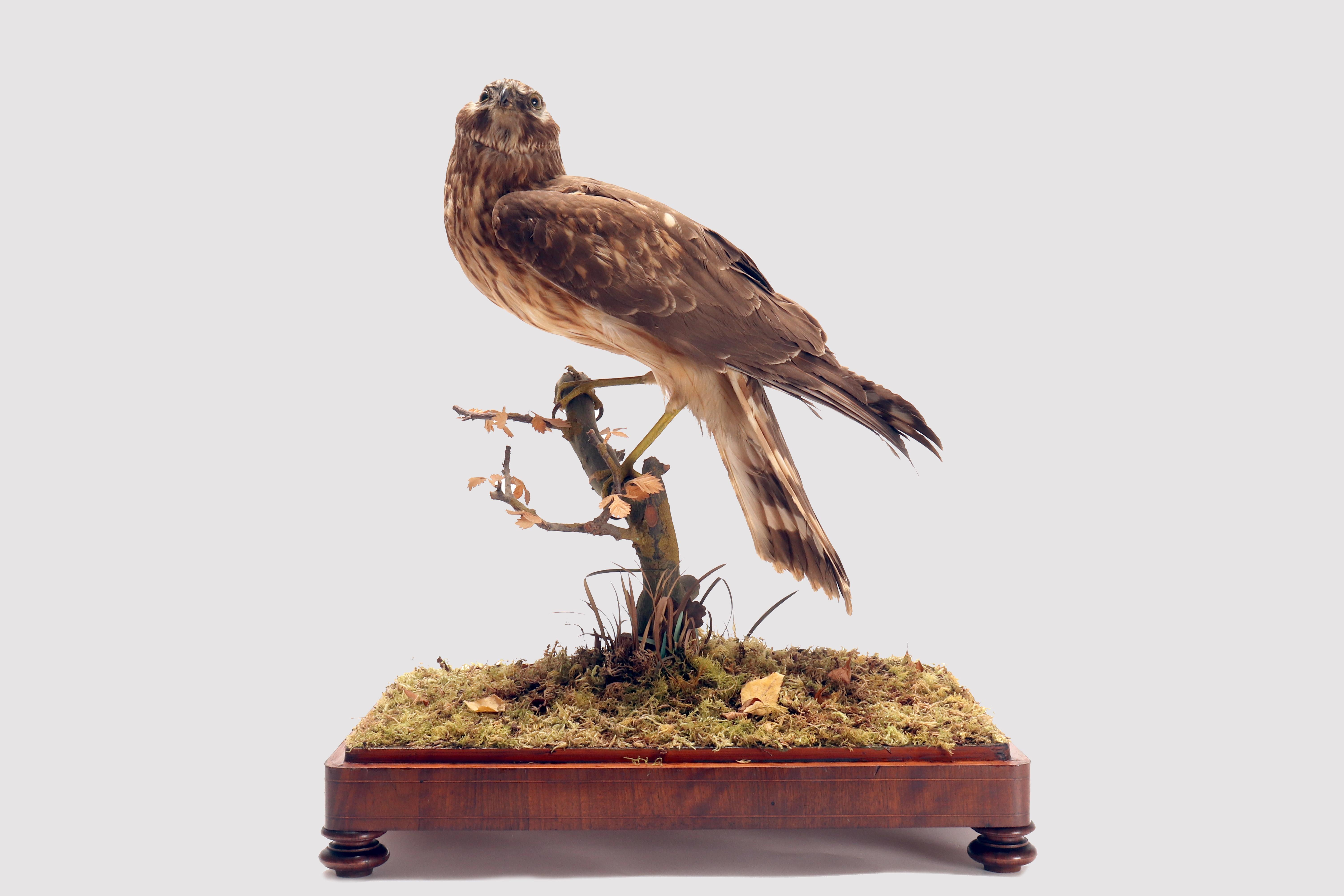 Spécimen naturel provenant d'un cabinet de curiosités. Oiseau de proie empaillé (Buteo Buteo Linnaeus, 1758). Buse variable, montée sur une Branch de chêne aux feuilles sèches, reposant sur un socle rectangulaire en bois plaqué et marqueté,
