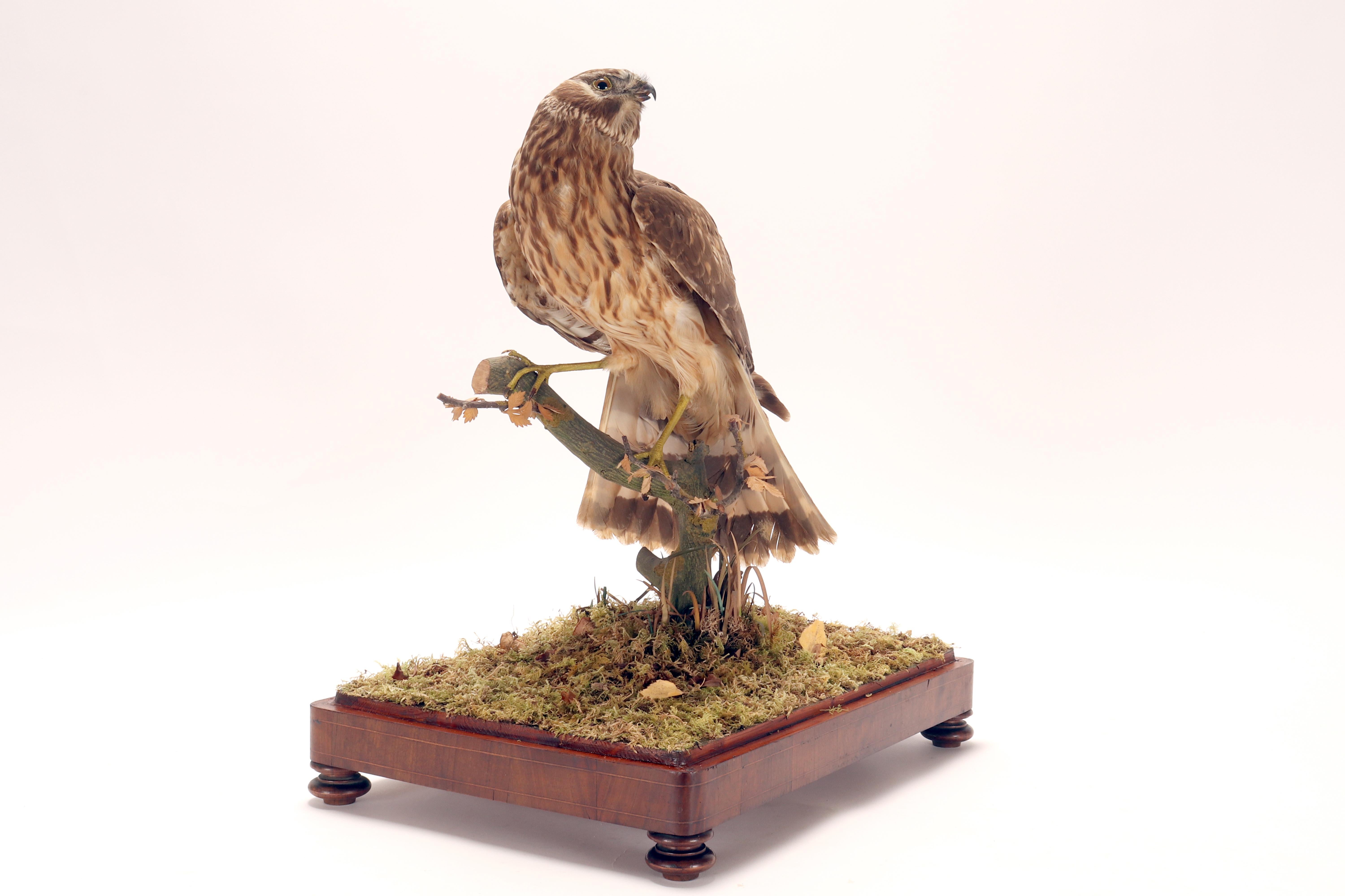 italien Oiseau empaillé pour cabinet d'histoire naturelle, une buse commune, Italie 1880. en vente