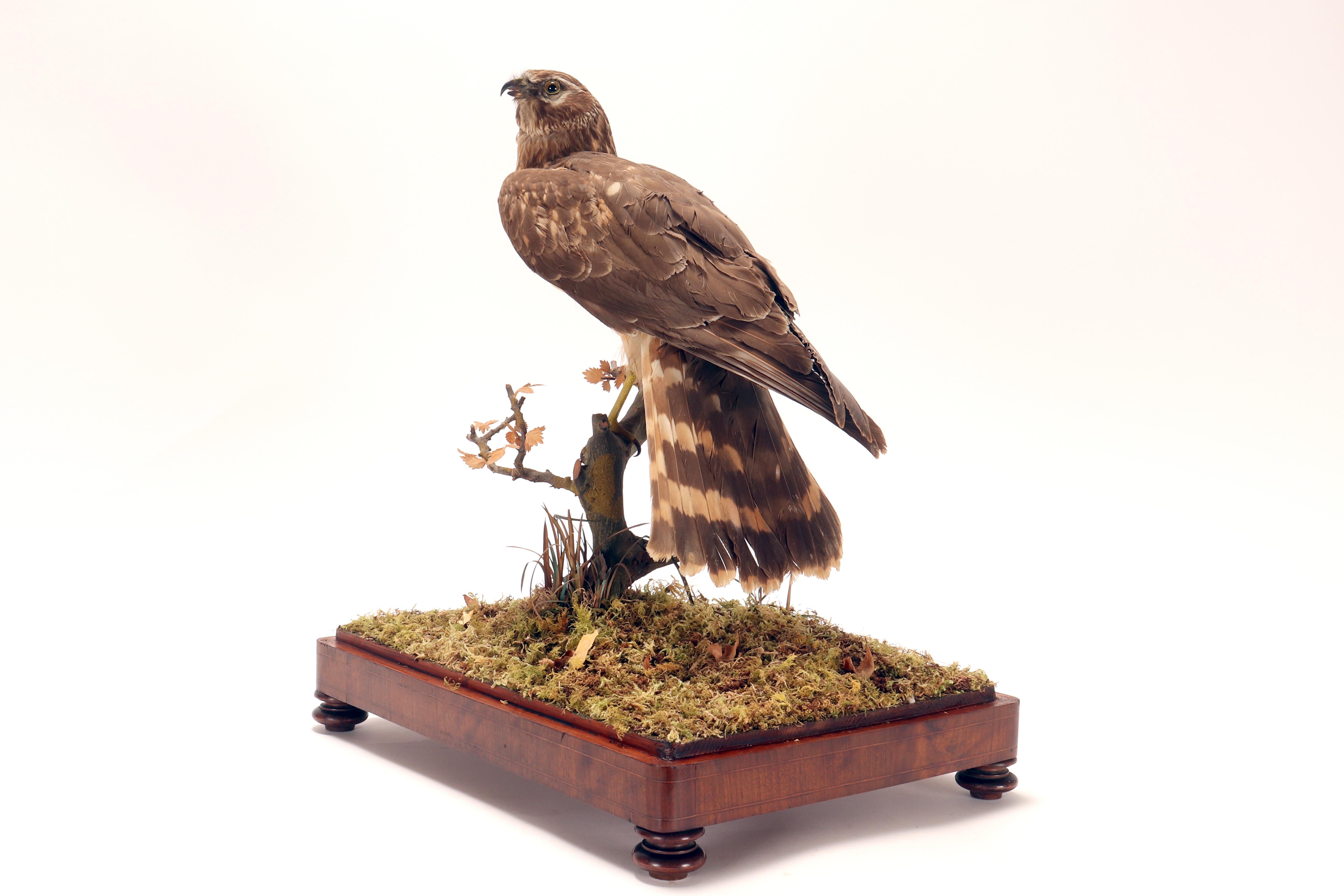 Oiseau empaillé pour cabinet d'histoire naturelle, une buse commune, Italie 1880. Bon état - En vente à Milan, IT