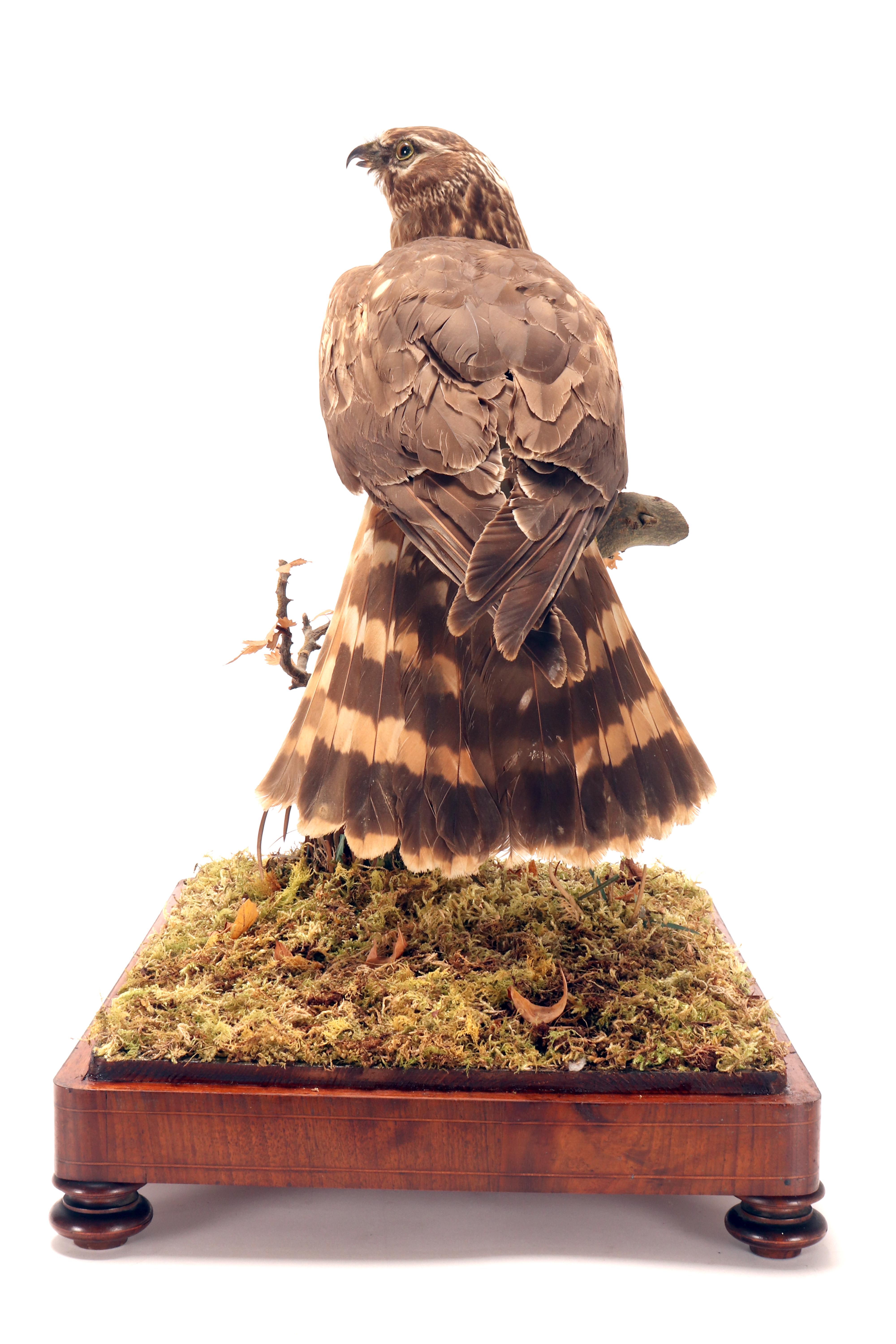 XIXe siècle Oiseau empaillé pour cabinet d'histoire naturelle, une buse commune, Italie 1880. en vente