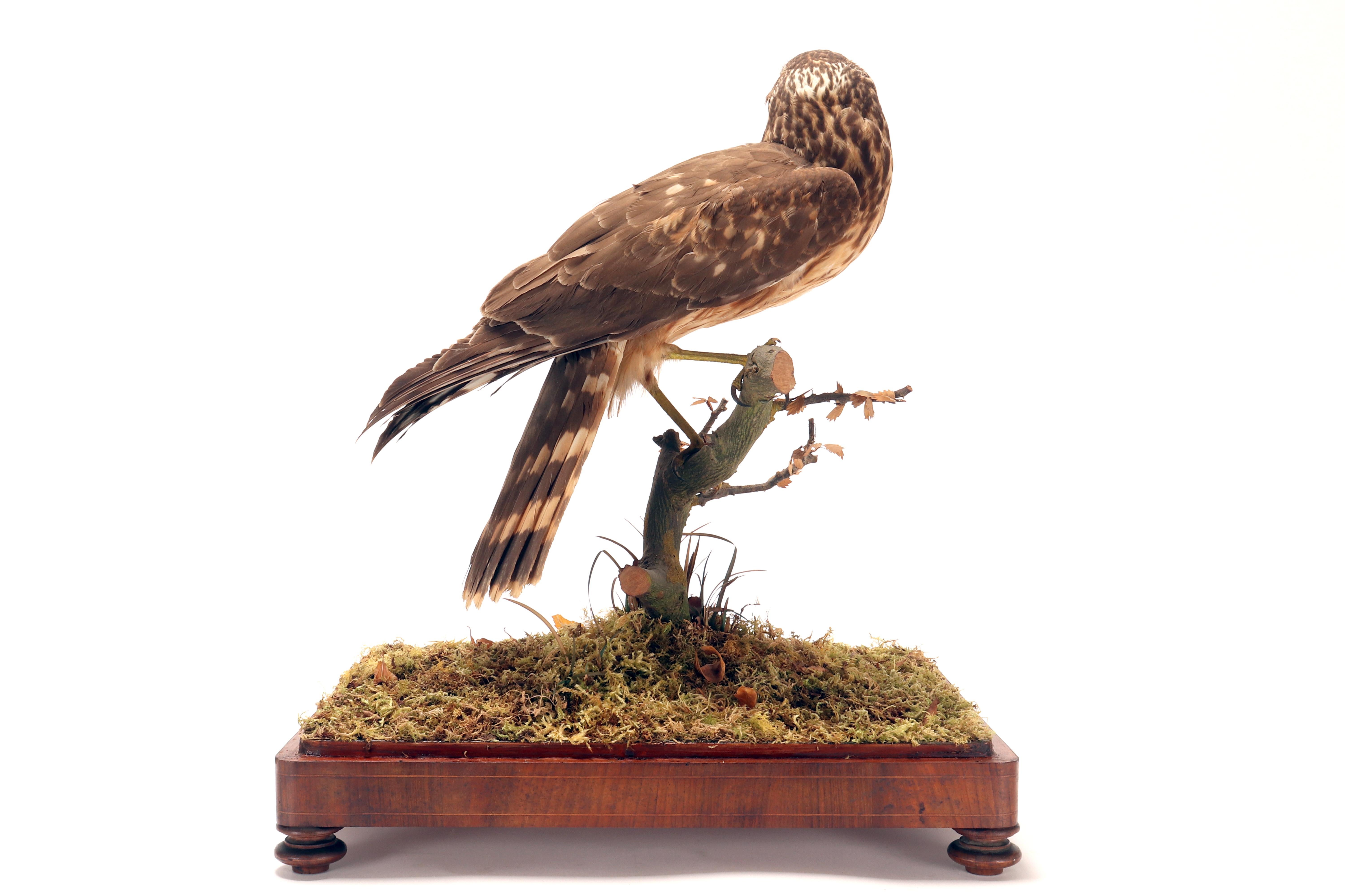 Bois Oiseau empaillé pour cabinet d'histoire naturelle, une buse commune, Italie 1880. en vente
