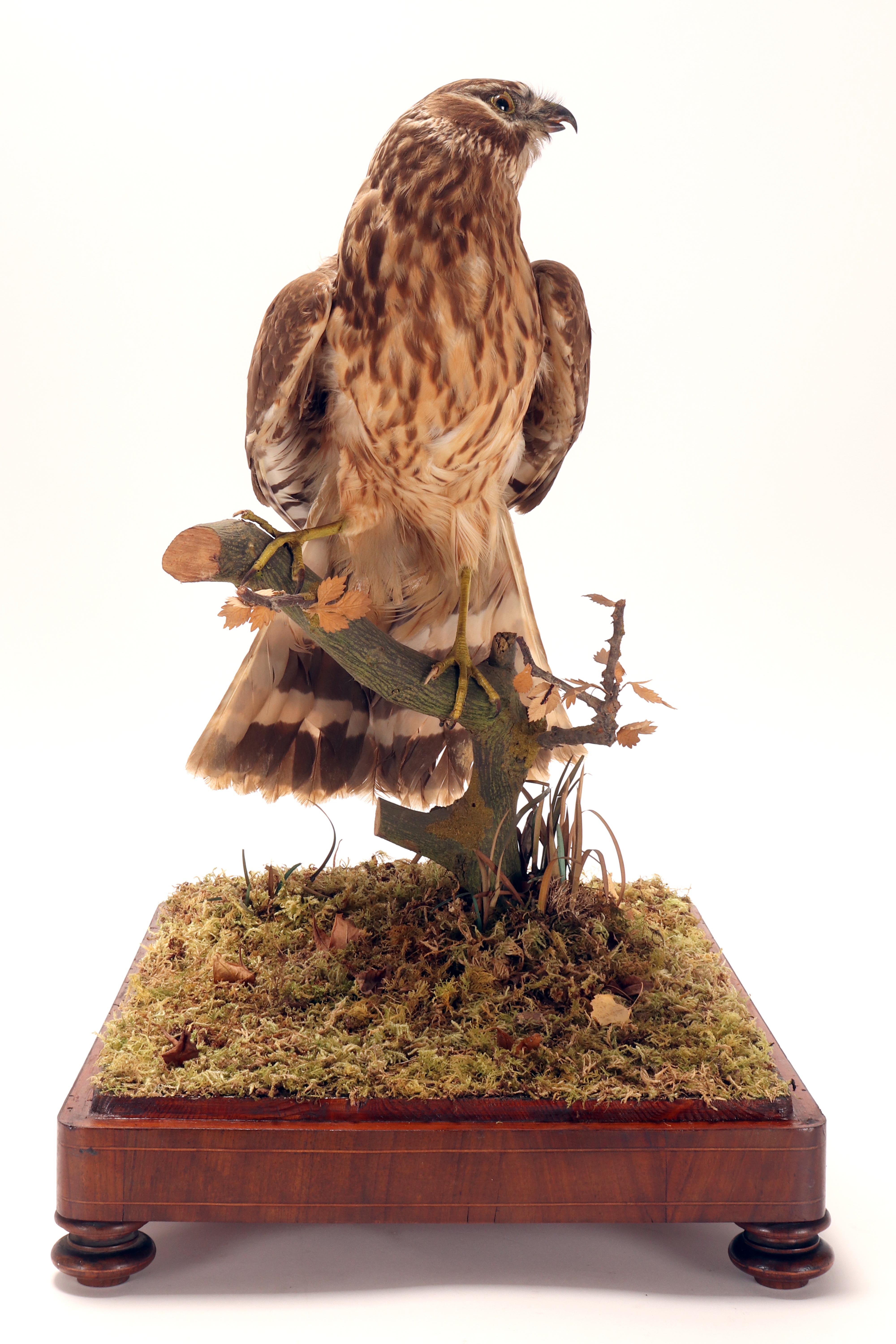 Oiseau empaillé pour cabinet d'histoire naturelle, une buse commune, Italie 1880. en vente 1