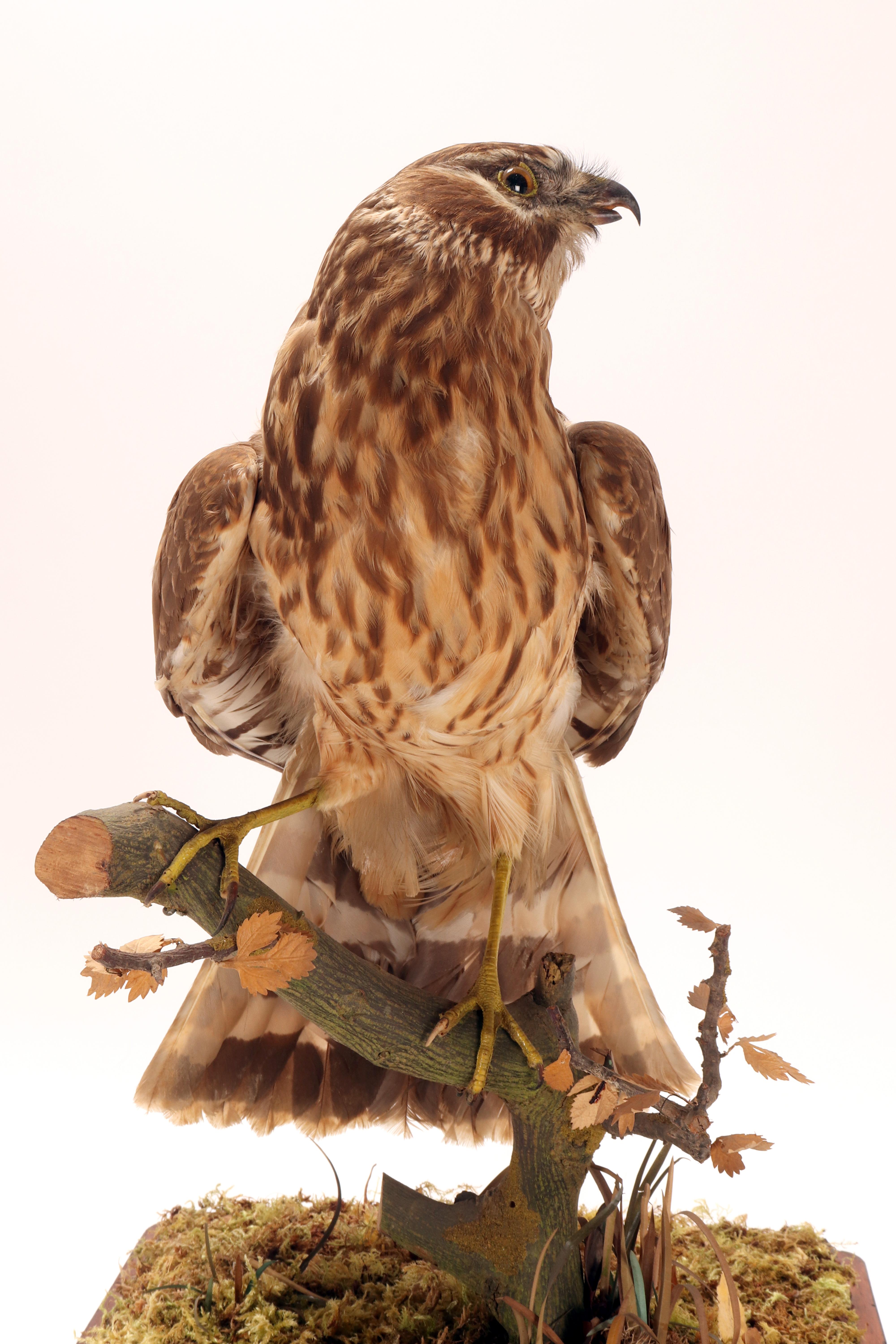Oiseau empaillé pour cabinet d'histoire naturelle, une buse commune, Italie 1880. en vente 2