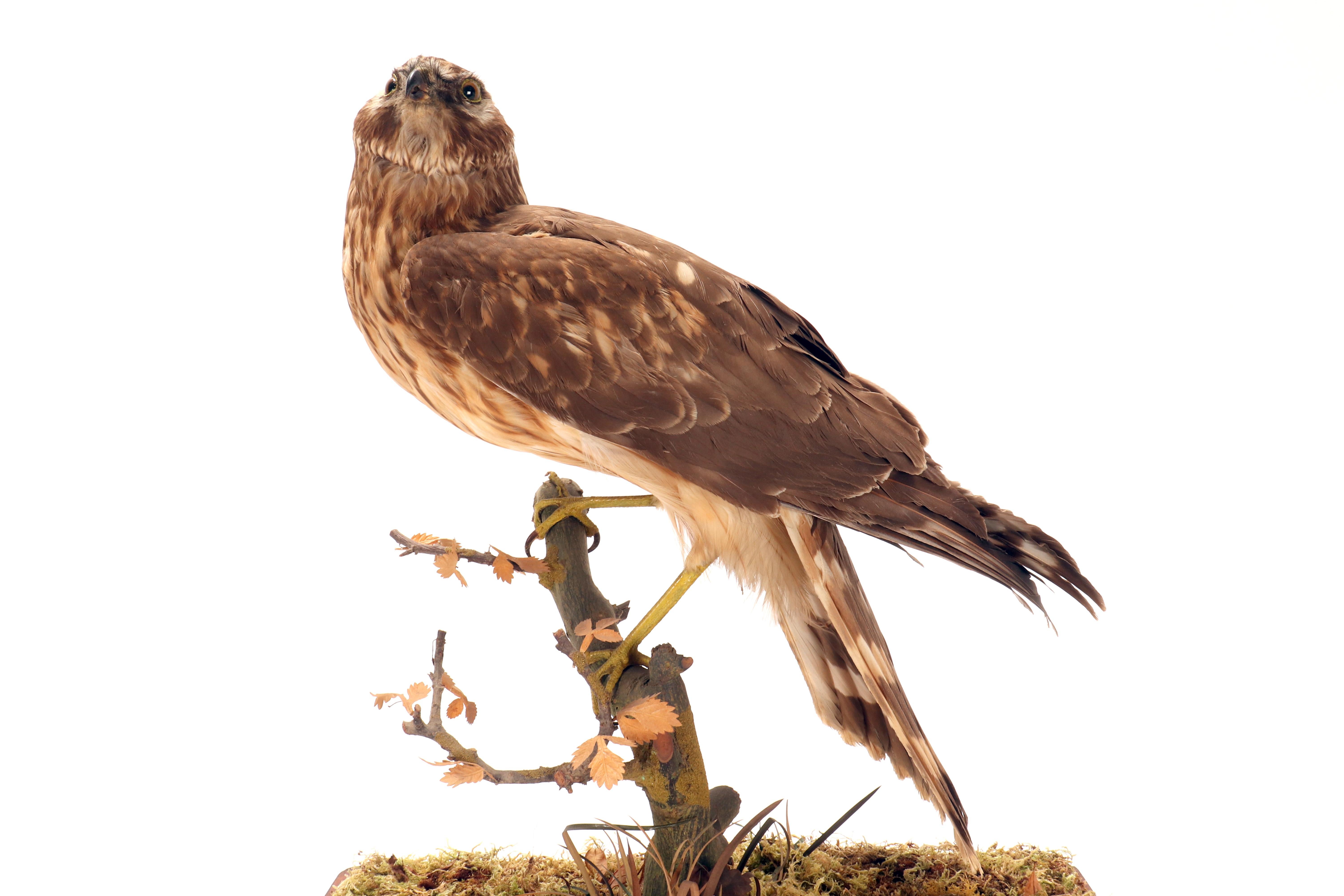 Oiseau empaillé pour cabinet d'histoire naturelle, une buse commune, Italie 1880. en vente 3
