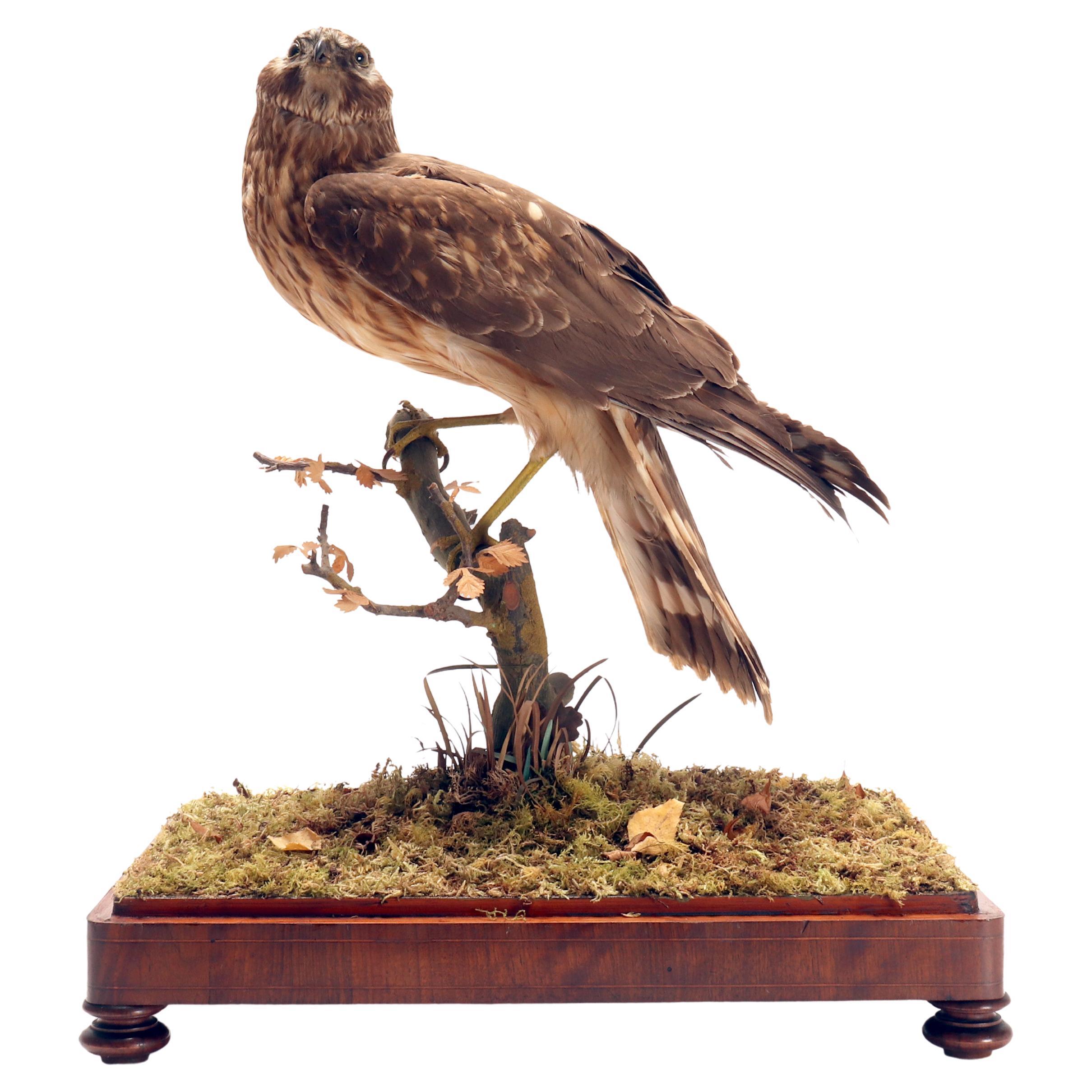 Oiseau empaillé pour cabinet d'histoire naturelle, une buse commune, Italie 1880. en vente