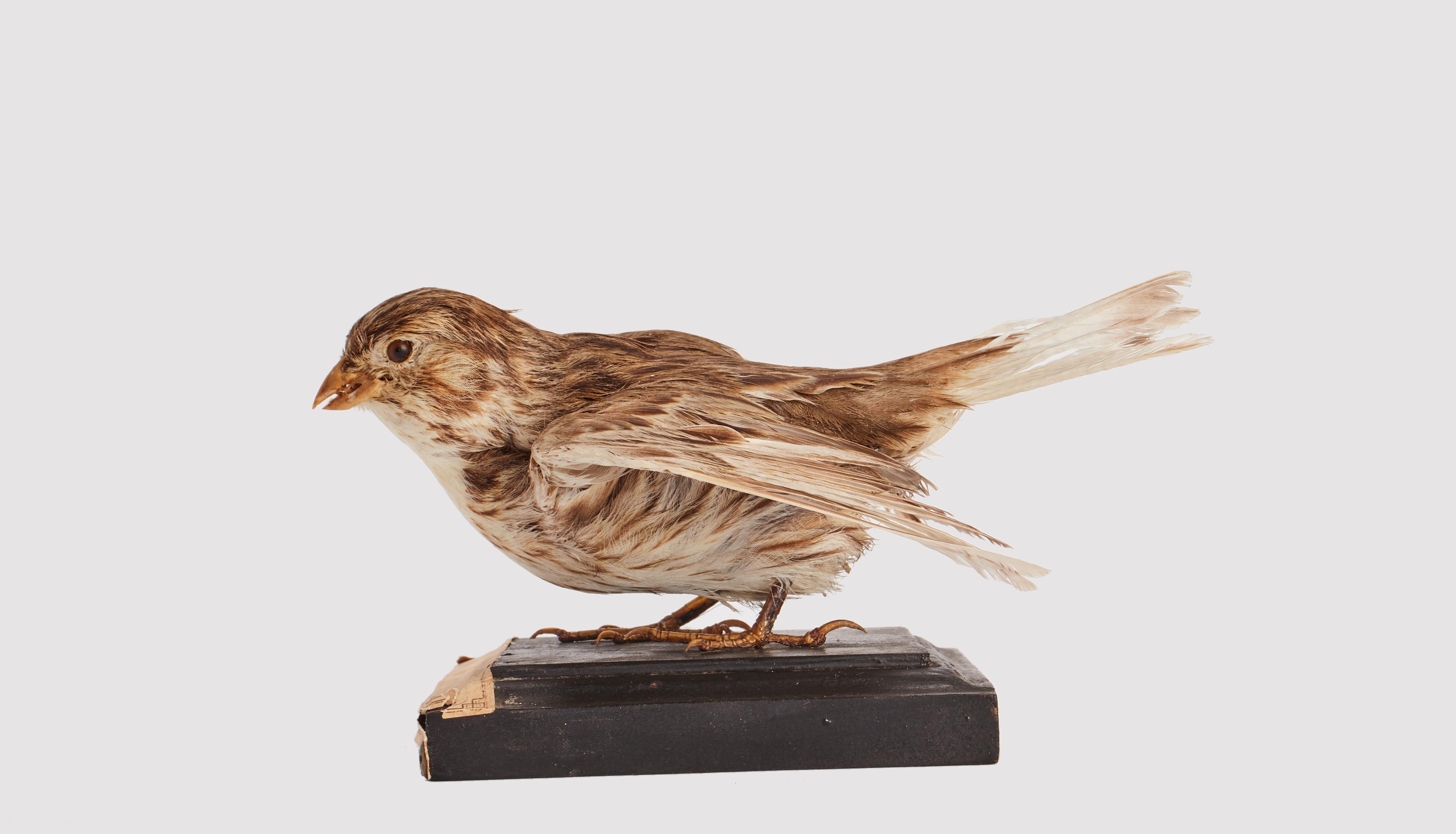 Natural specimen from Wunderkammer Stuffed bird Corn Bunting (Emberiza Calandra) mounted on a wooden base with cartouche Specimen for laboratory and Natural history cabinet. S. Brogi Naturalista. Siena, Italy 1880 ca.