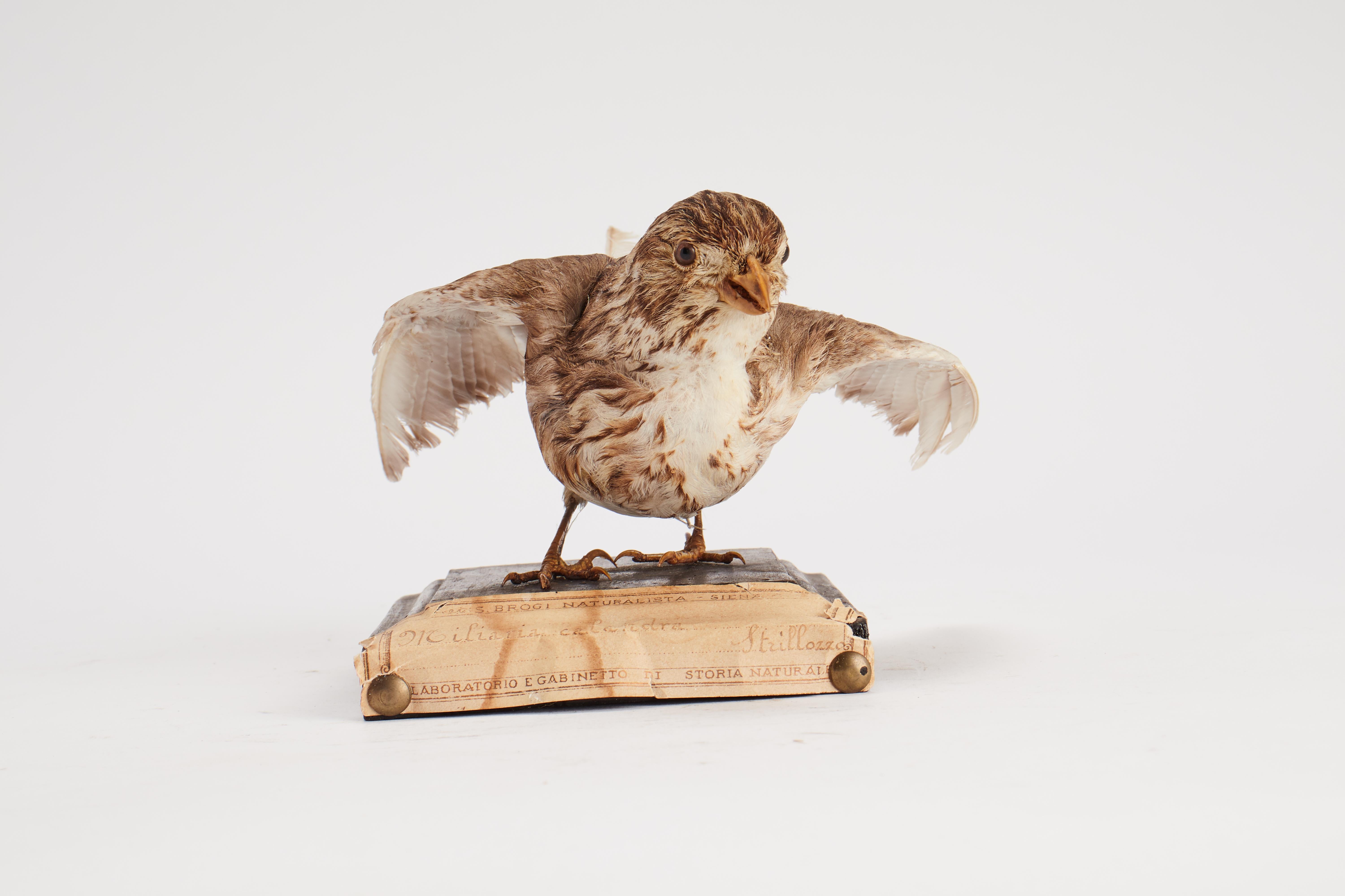 Italian Stuffed bird for natural history cabinet, a corn bunting, Italy 1880.  For Sale