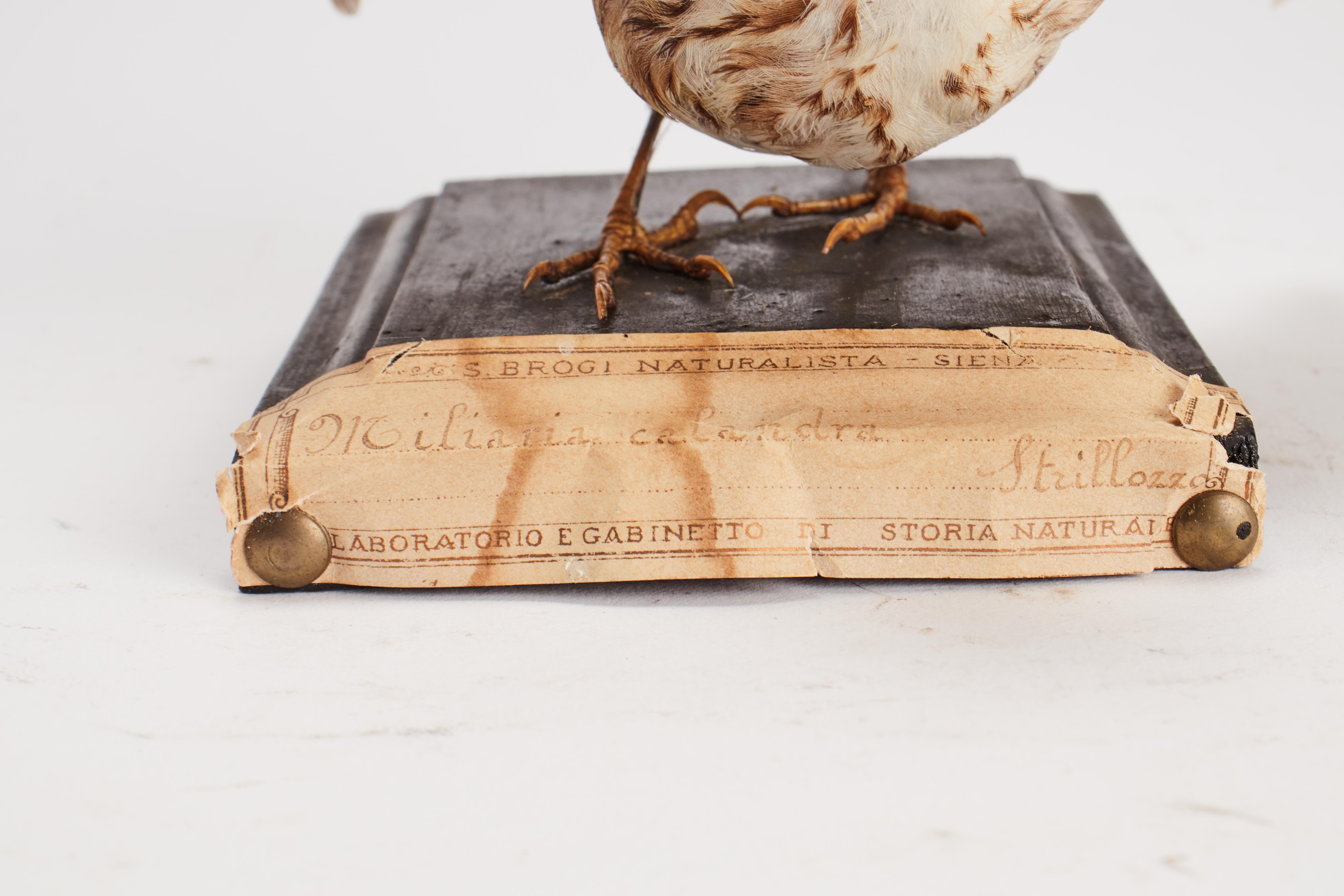 Stuffed bird for natural history cabinet, a corn bunting, Italy 1880.  In Good Condition For Sale In Milan, IT