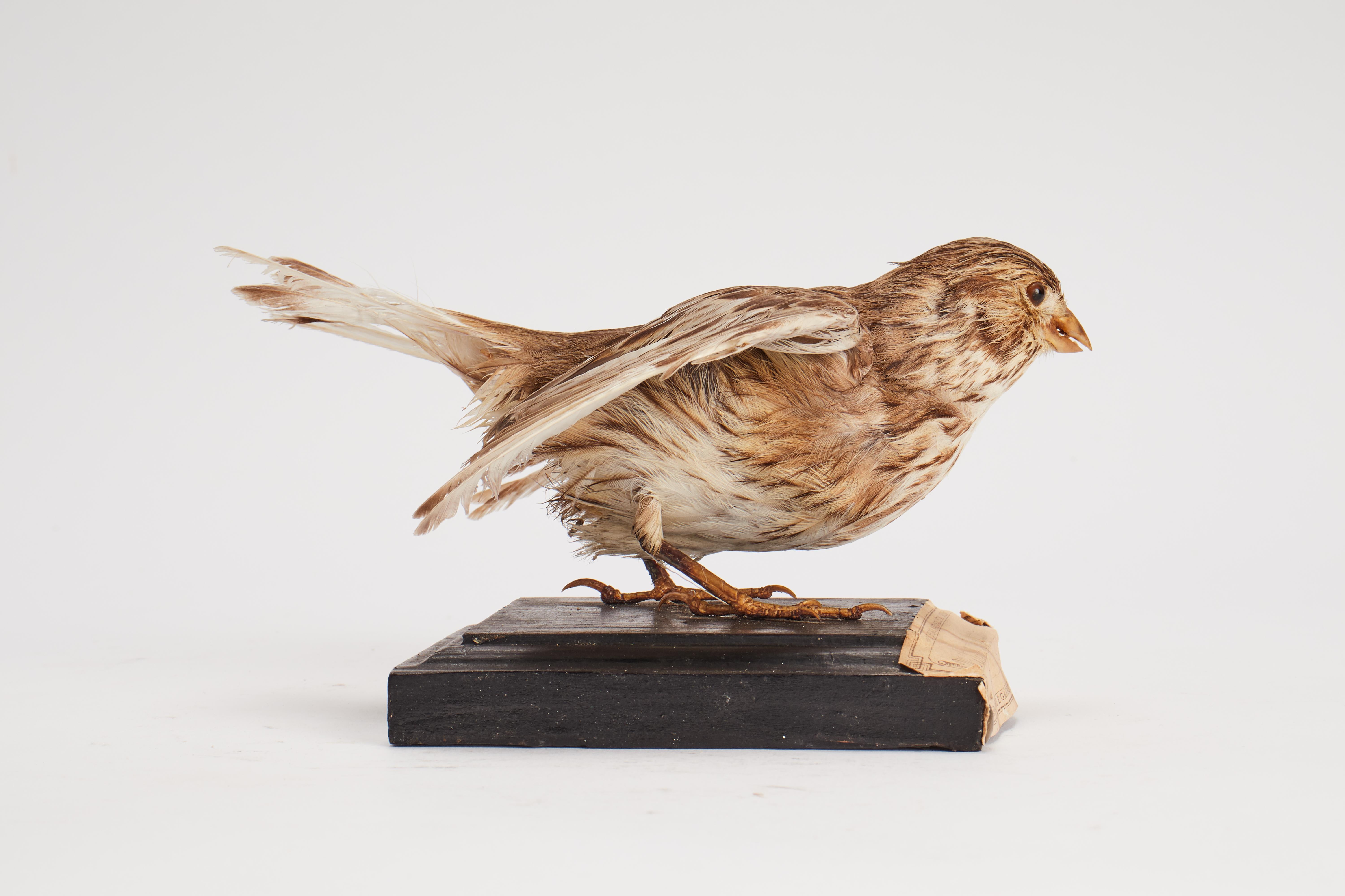 19th Century Stuffed bird for natural history cabinet, a corn bunting, Italy 1880.  For Sale