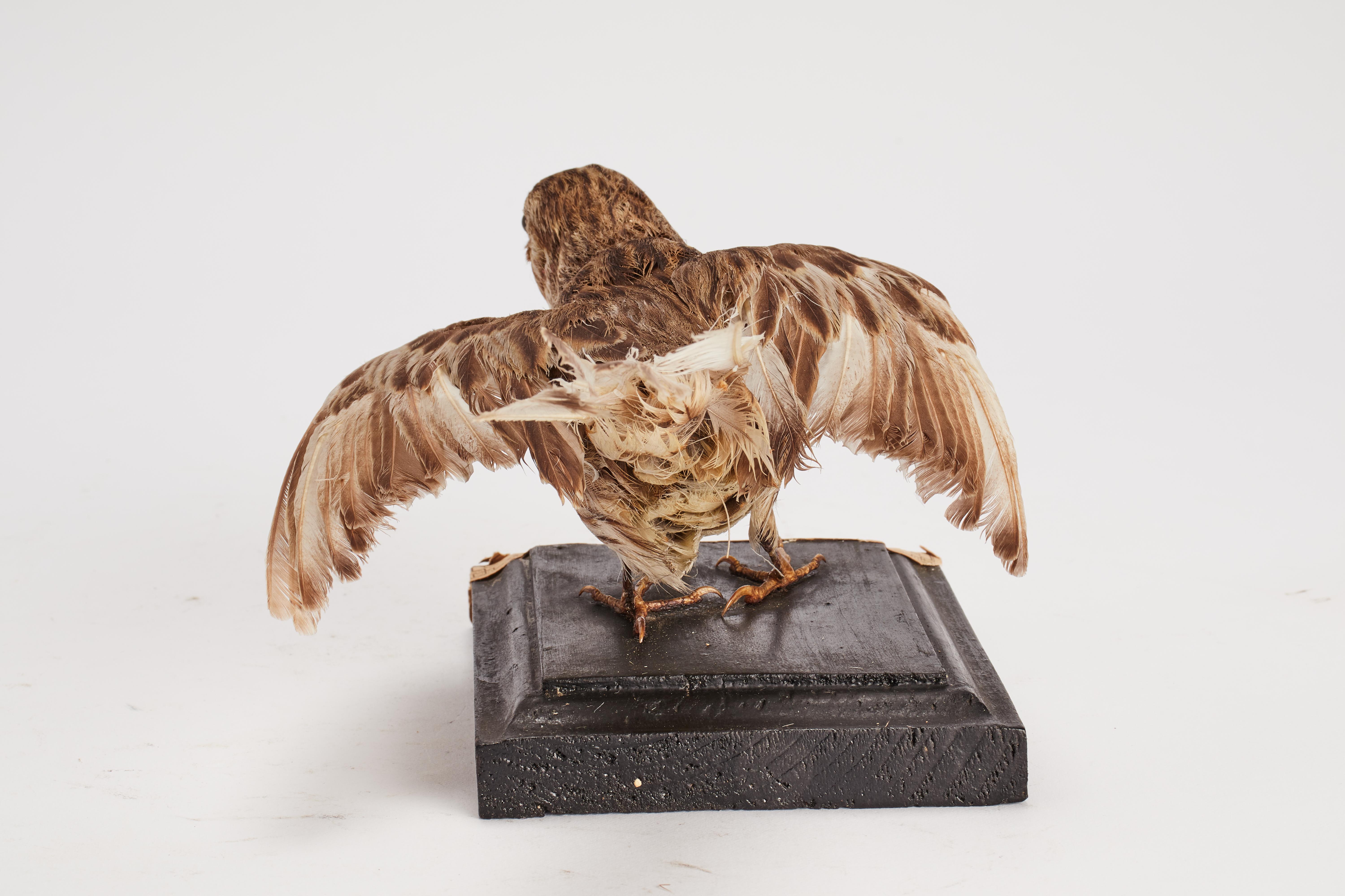Gepflückter Vogel für naturkundlichen Schrank, ein Maisbüffel, Italien 1880.  (Holz) im Angebot