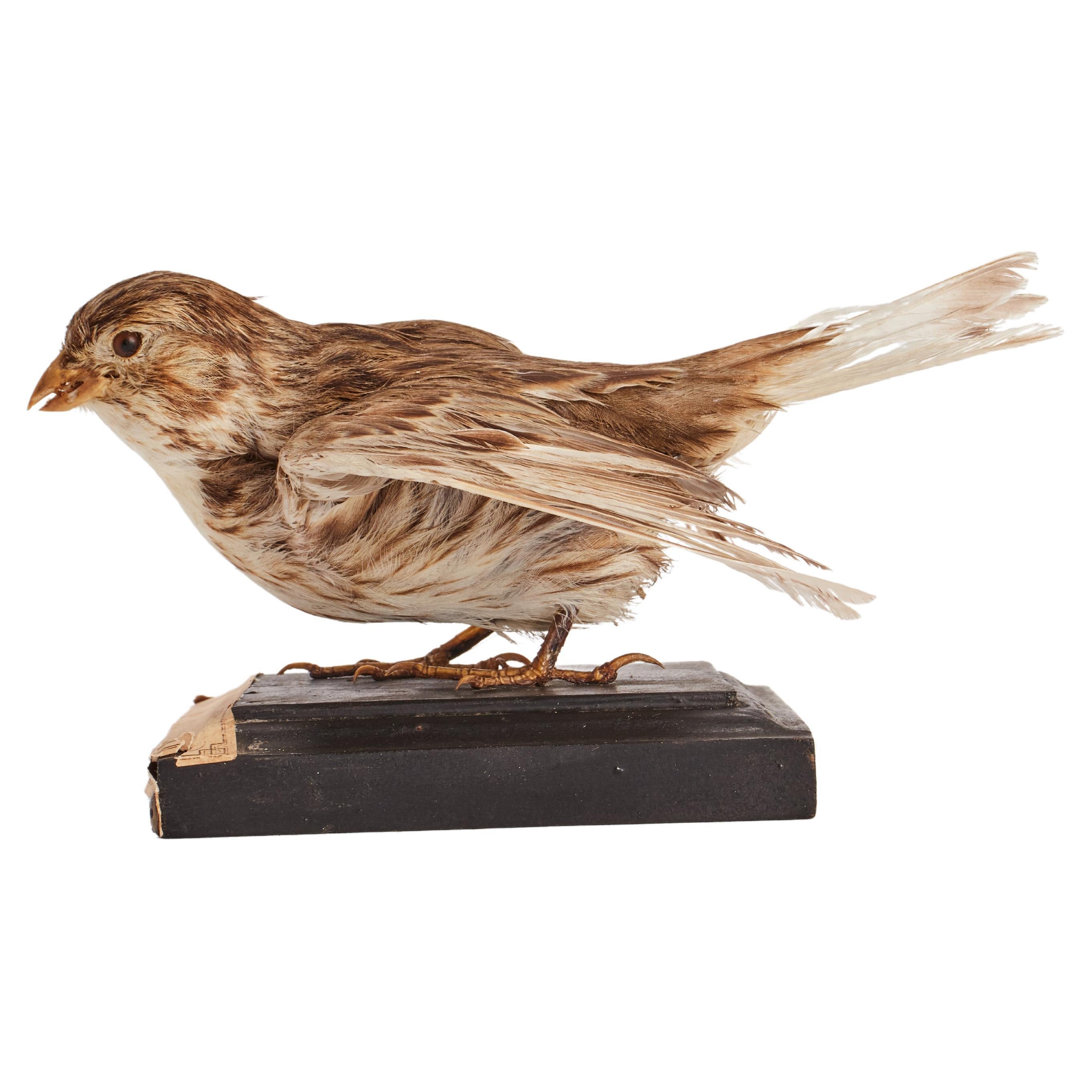 Stuffed bird for natural history cabinet, a corn bunting, Italy 1880. 