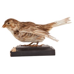 Oiseau touffeté pour meuble d'histoire naturelle, un bouleau de cornes, Italie 1880. 