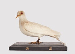 Stuffed bird for natural history cabinet, a Dove, Siena, Italy 1880.