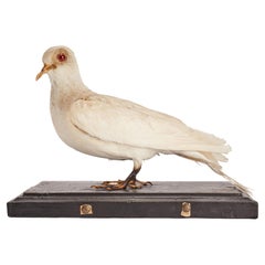 Stuffed bird for natural history cabinet, a Dove, Siena, Italy 1880.