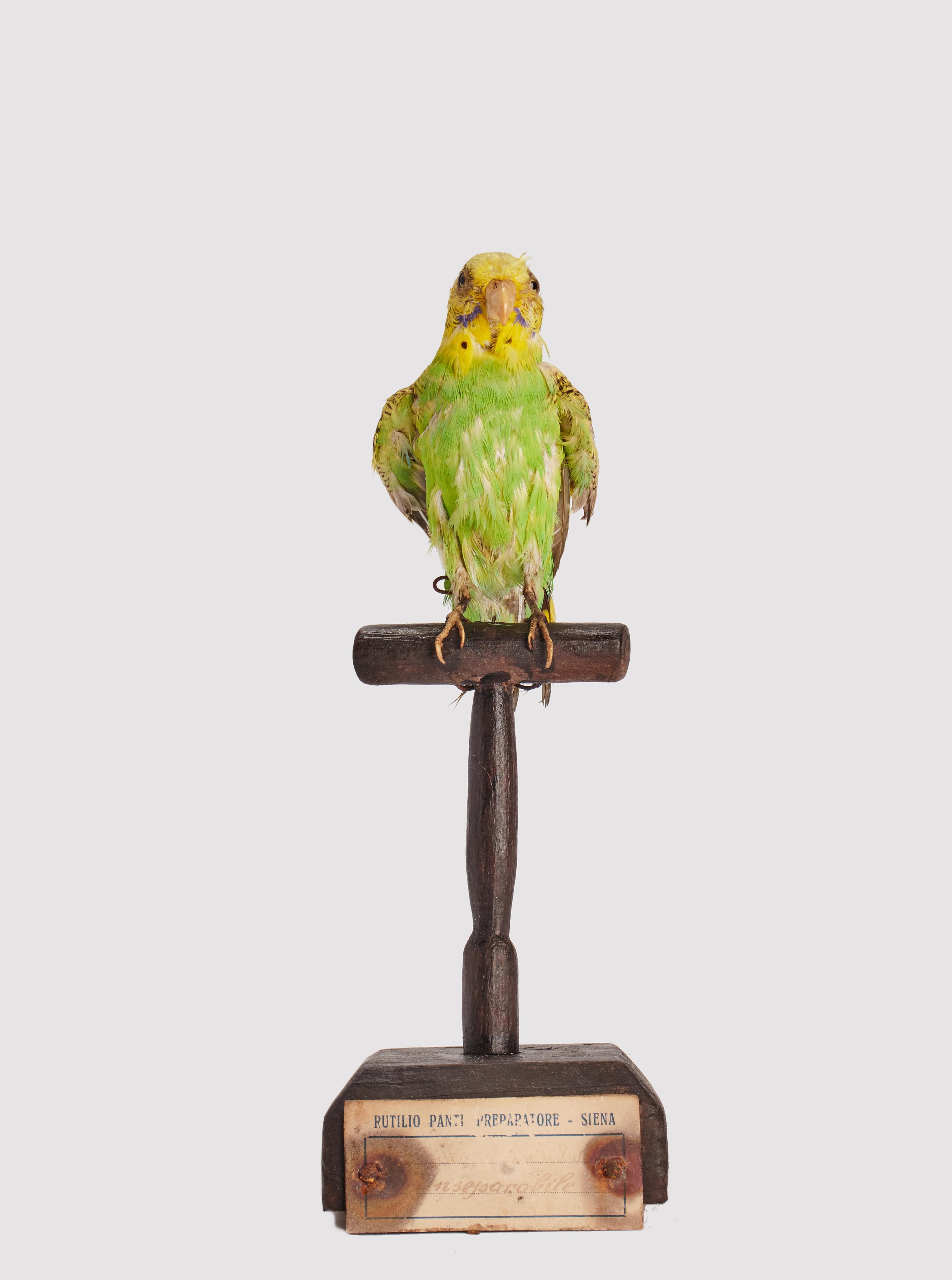 Natural specimen from Wunderkammer Stuffed bird (Melopsittacus undulatus) Corrugated parakeet mounted on a wooden base with cartouche Specimen for laboratory and Natural history cabinet. S. Brogi Naturalista. Siena, Italy 1880 ca.