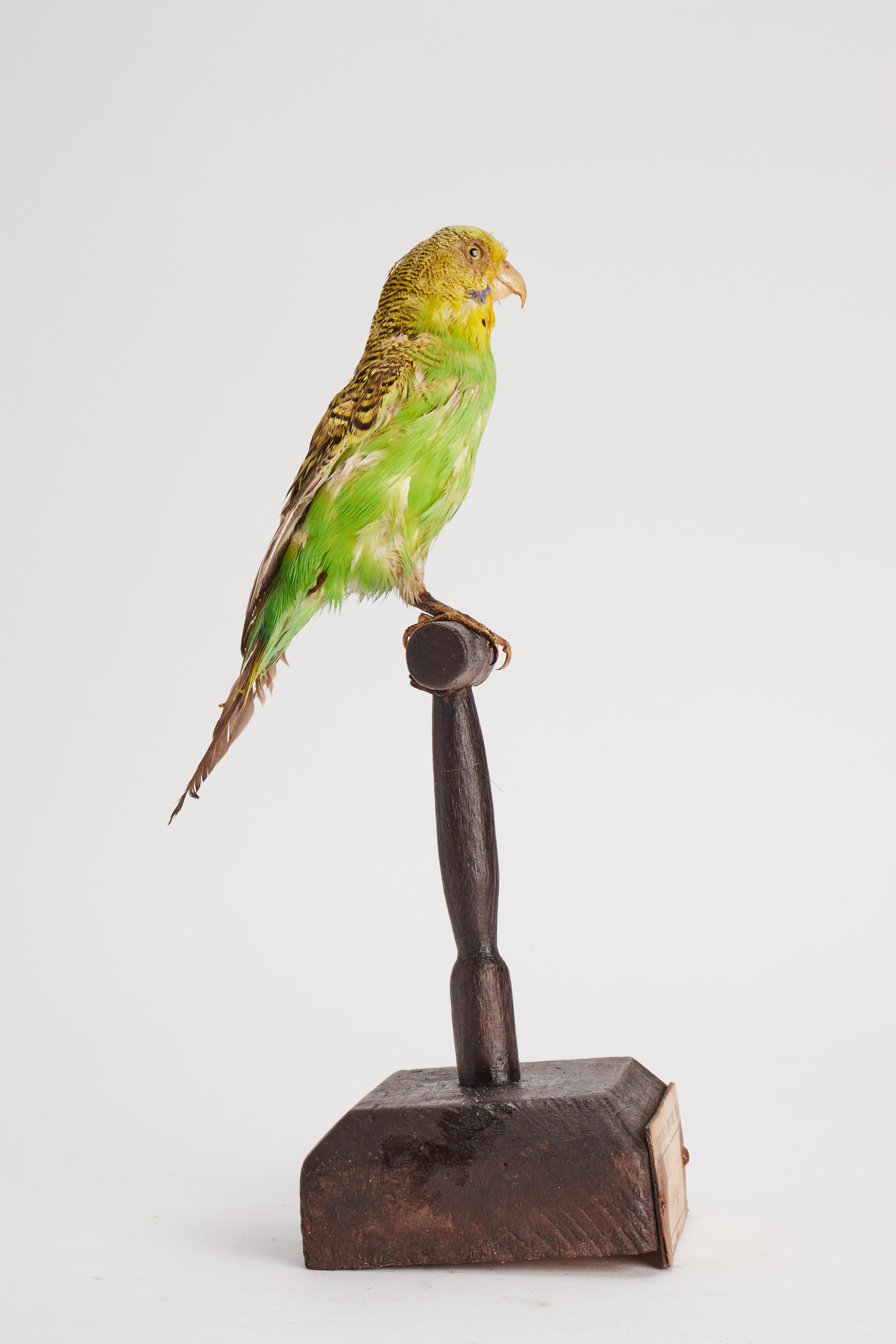 Stuffed bird for natural history cabinet: a Parakeet, Italy 1880.  In Good Condition For Sale In Milan, IT