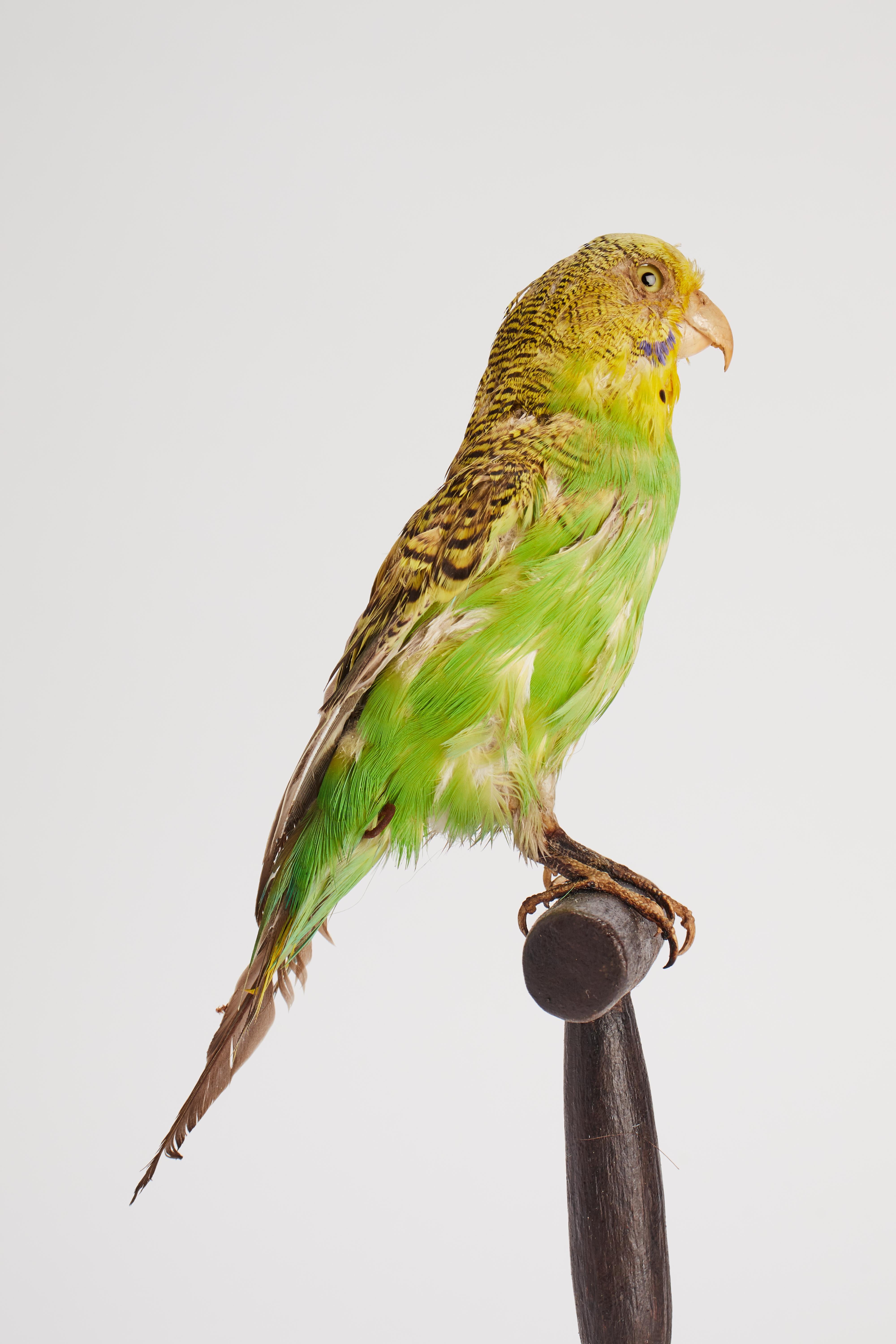 19th Century Stuffed bird for natural history cabinet: a Parakeet, Italy 1880.  For Sale