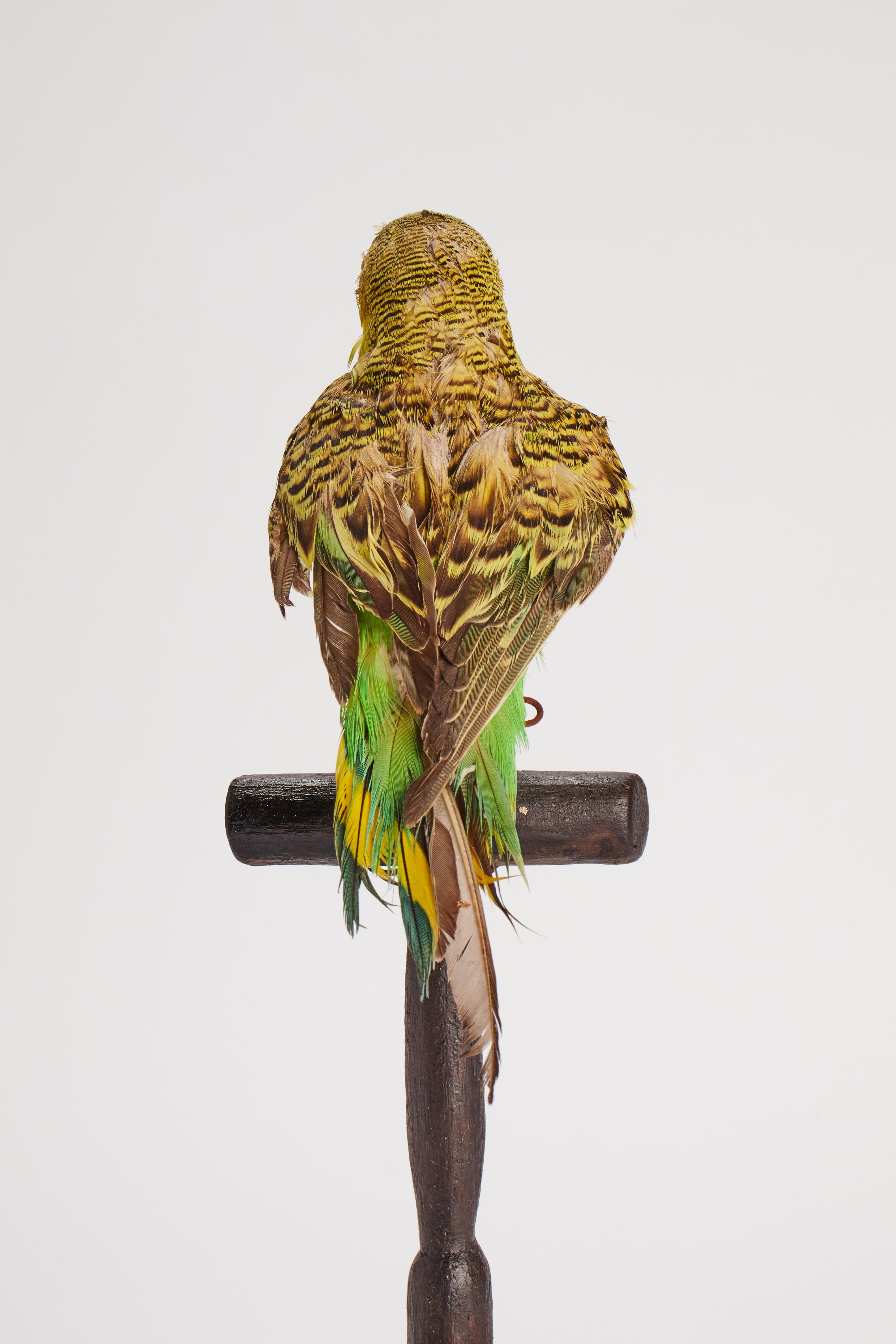 Stuffed bird for natural history cabinet: a Parakeet, Italien 1880.  (Holz) im Angebot