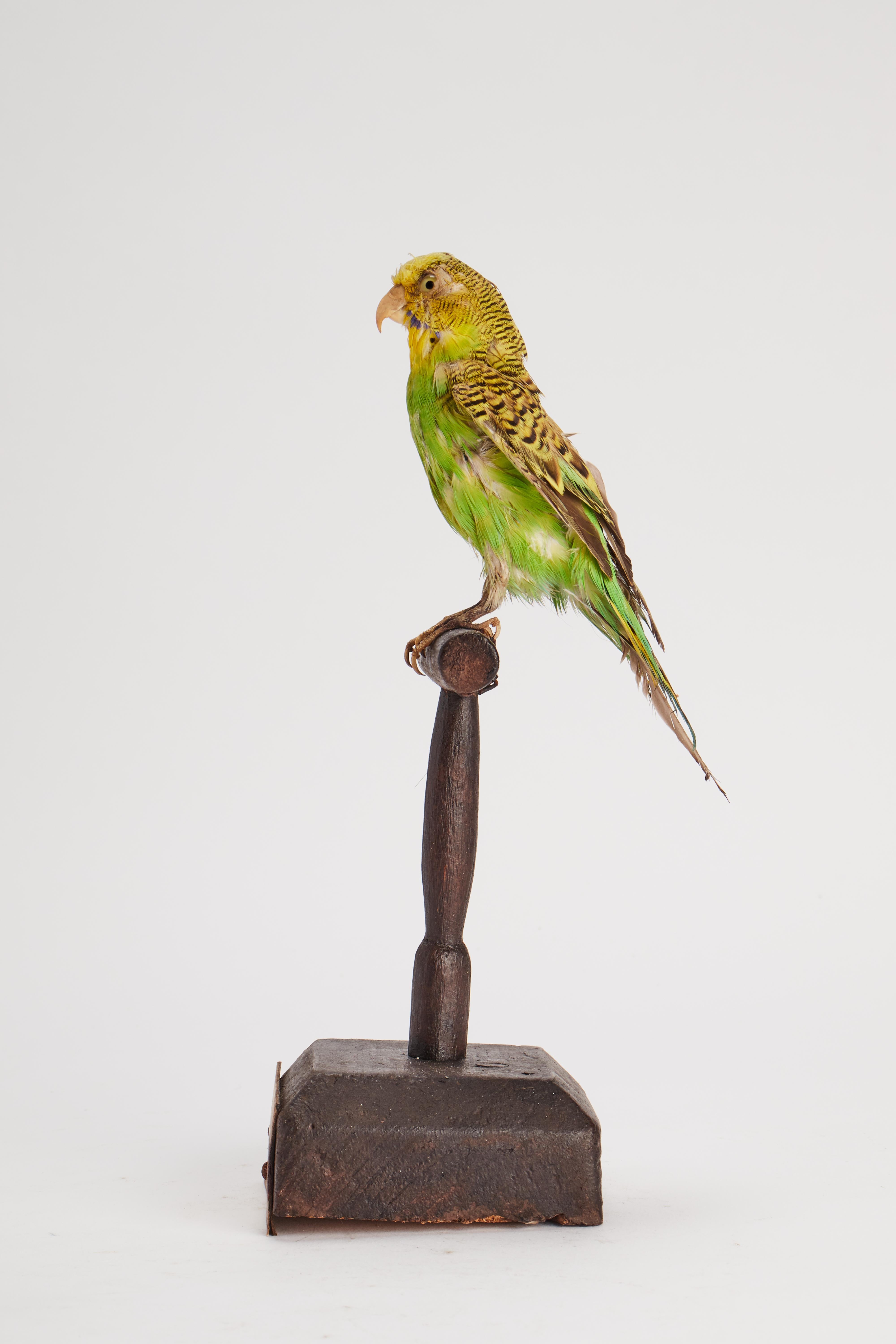 Pájaro de peluche para gabinete de historia natural: un Periquito, Italia 1880. Madera en venta