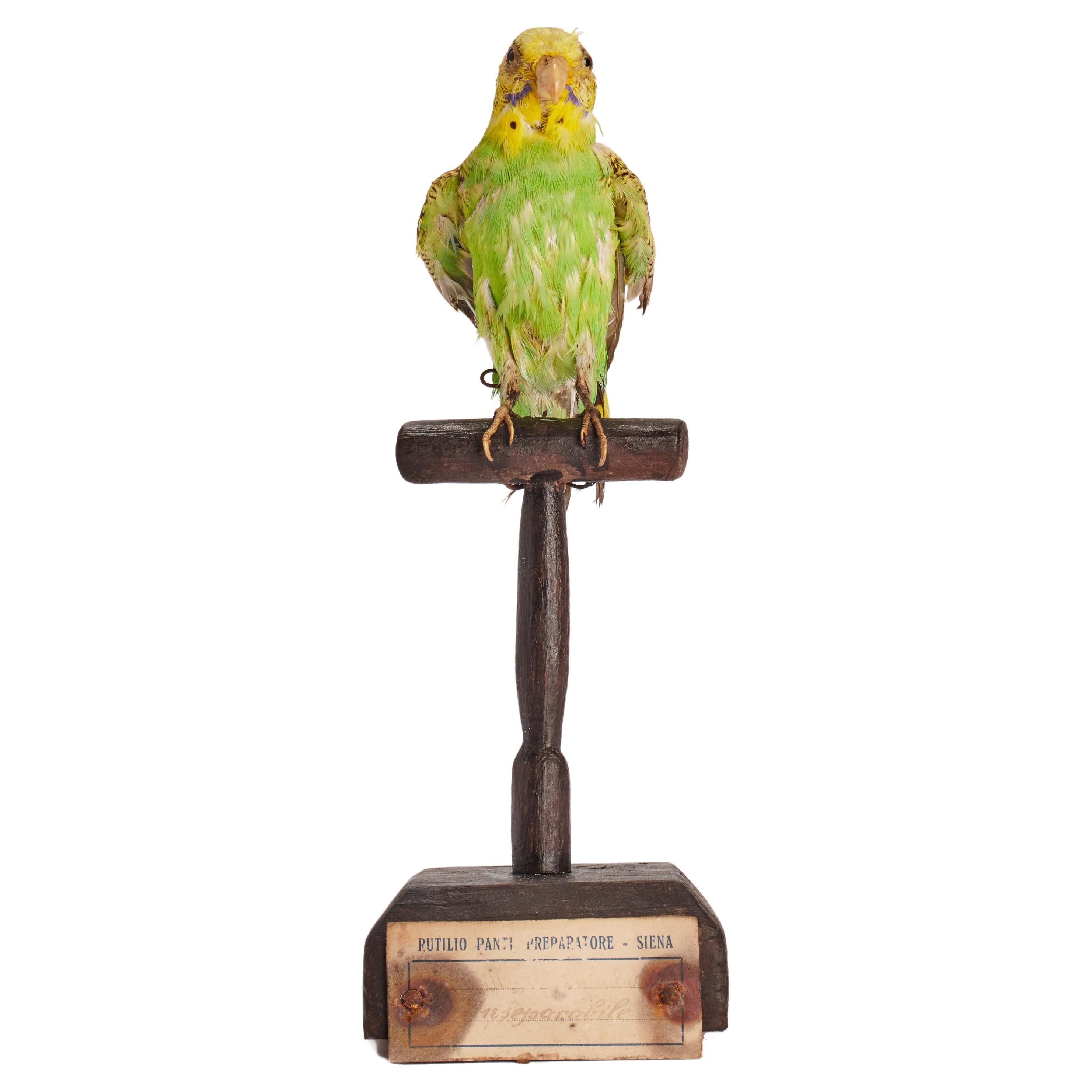 Stuffed bird for natural history cabinet: a Parakeet, Italy 1880. 