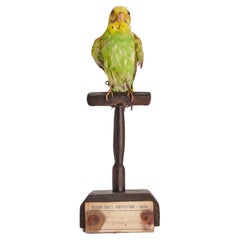 Antique Stuffed bird for natural history cabinet: a Parakeet, Italy 1880. 