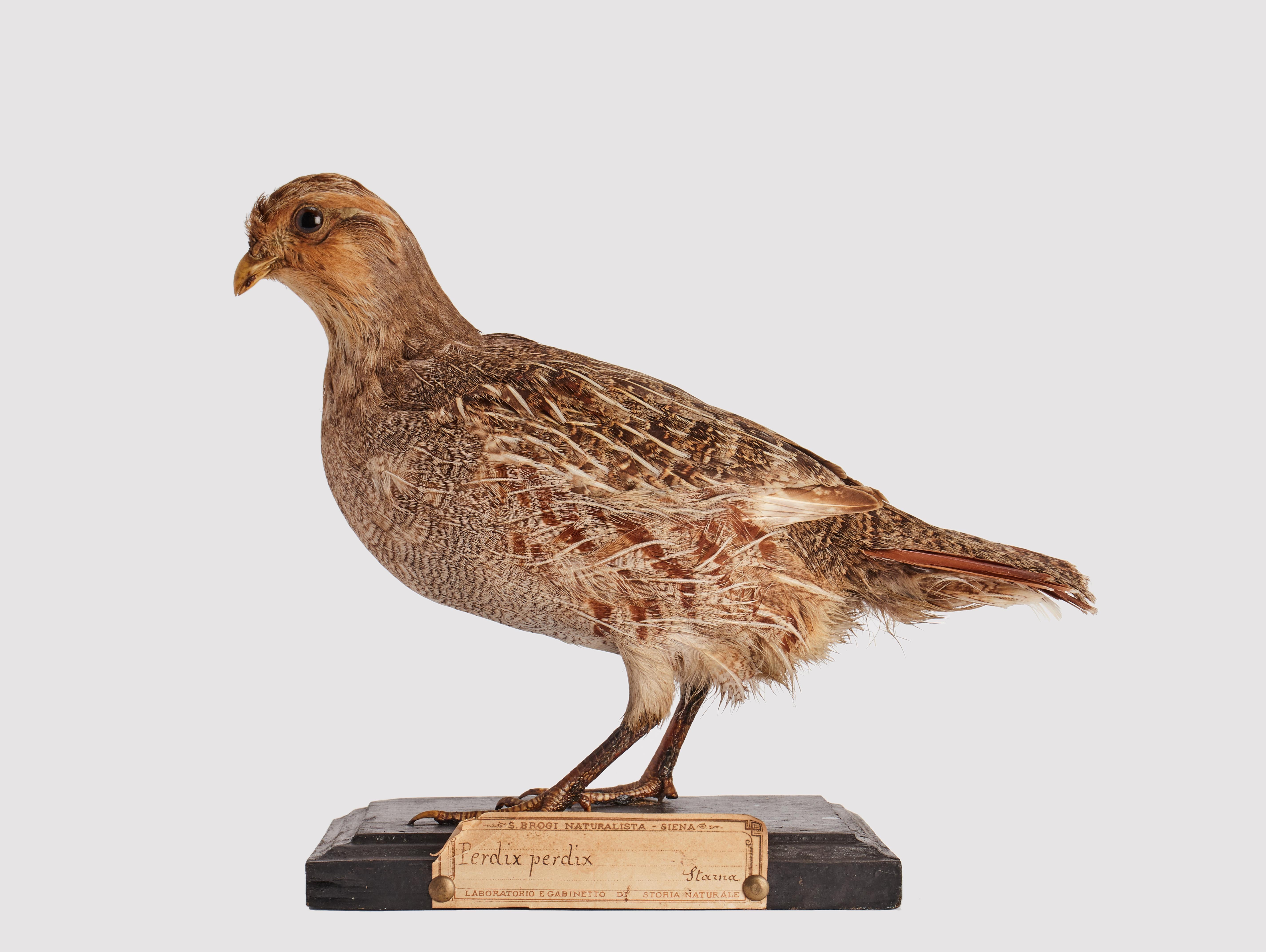 Natural specimen from Wunderkammer Stuffed bird (Perdix perdix)  Partridge mounted on a wooden base with cartouche Specimen for laboratory and Natural history cabinet. S. Brogi Naturalista. Siena, Italy circa 1880.