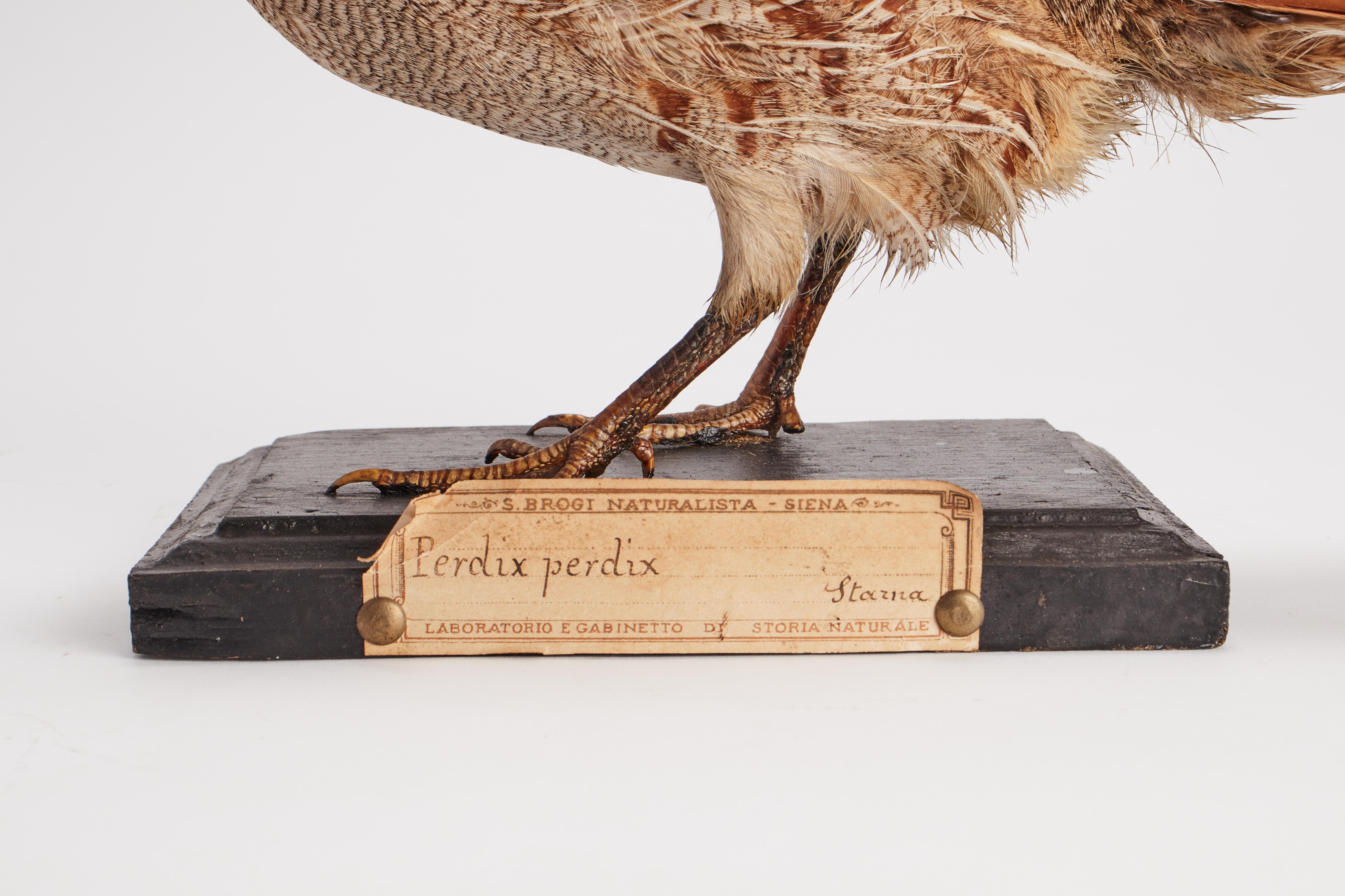 Italian Stuffed bird for natural history cabinet, a partridge, Italy 1880.  For Sale