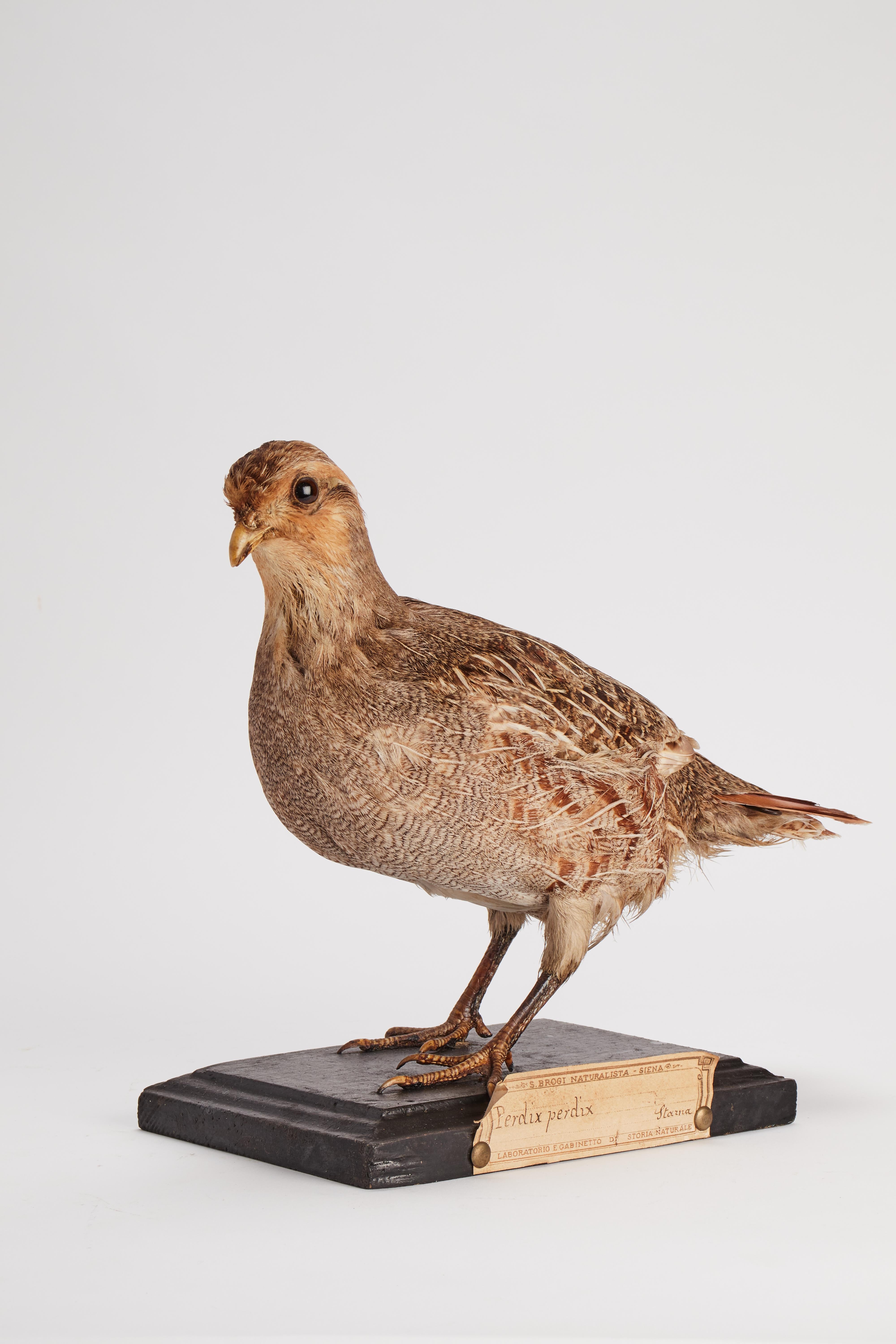 Stuffed bird for natural history cabinet, a partridge, Italy 1880.  In Good Condition For Sale In Milan, IT