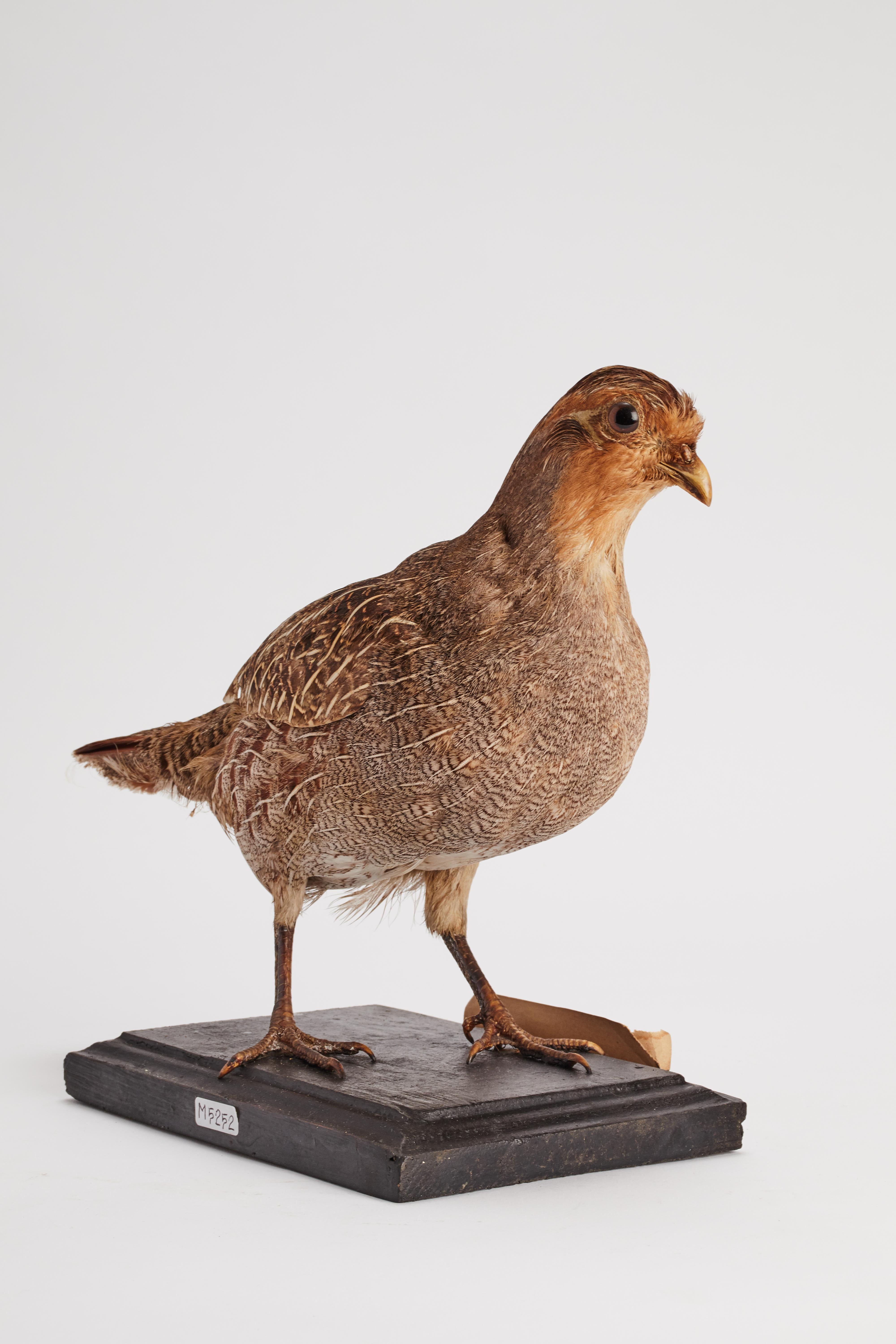 19th Century Stuffed bird for natural history cabinet, a partridge, Italy 1880.  For Sale