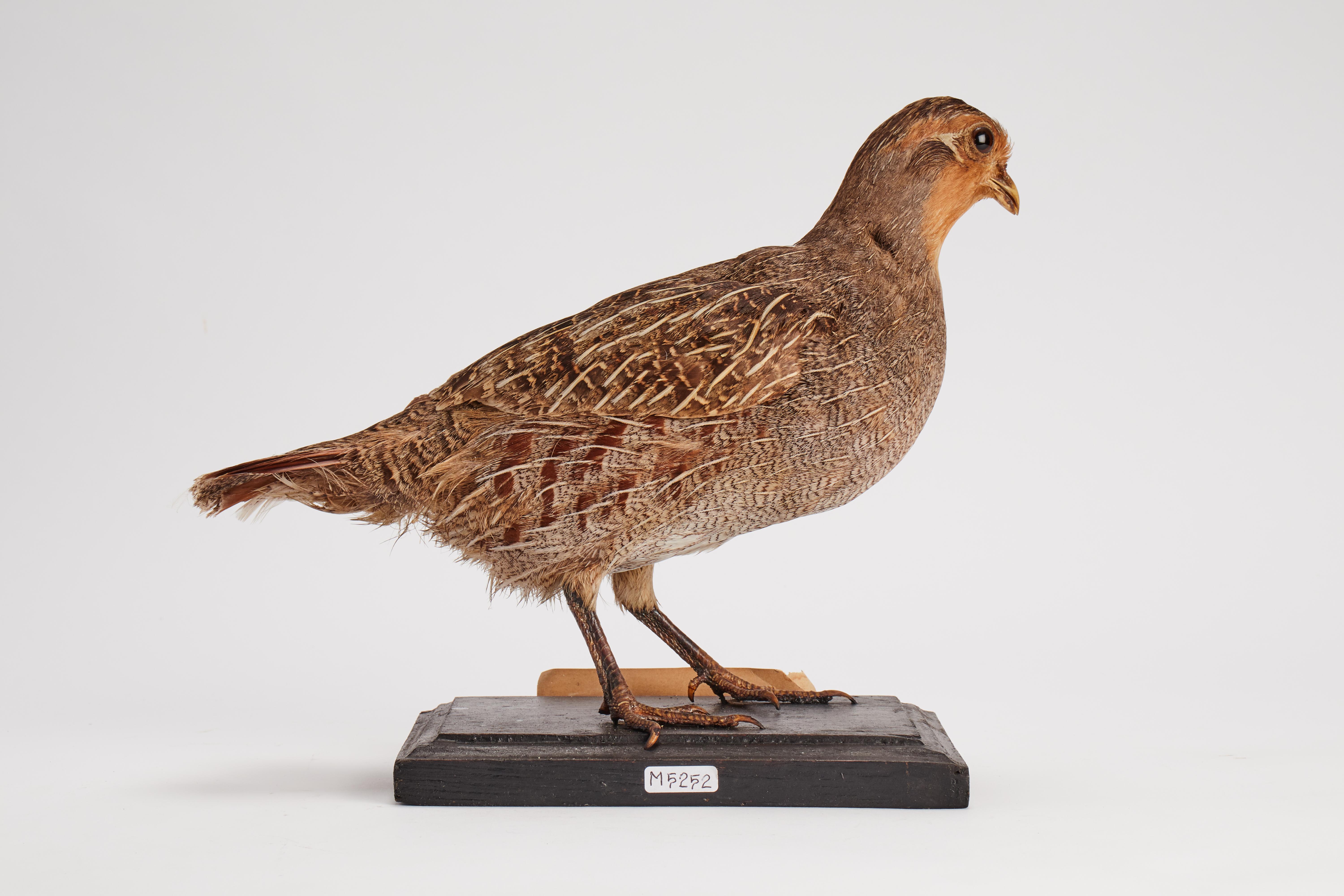 Wood Stuffed bird for natural history cabinet, a partridge, Italy 1880.  For Sale
