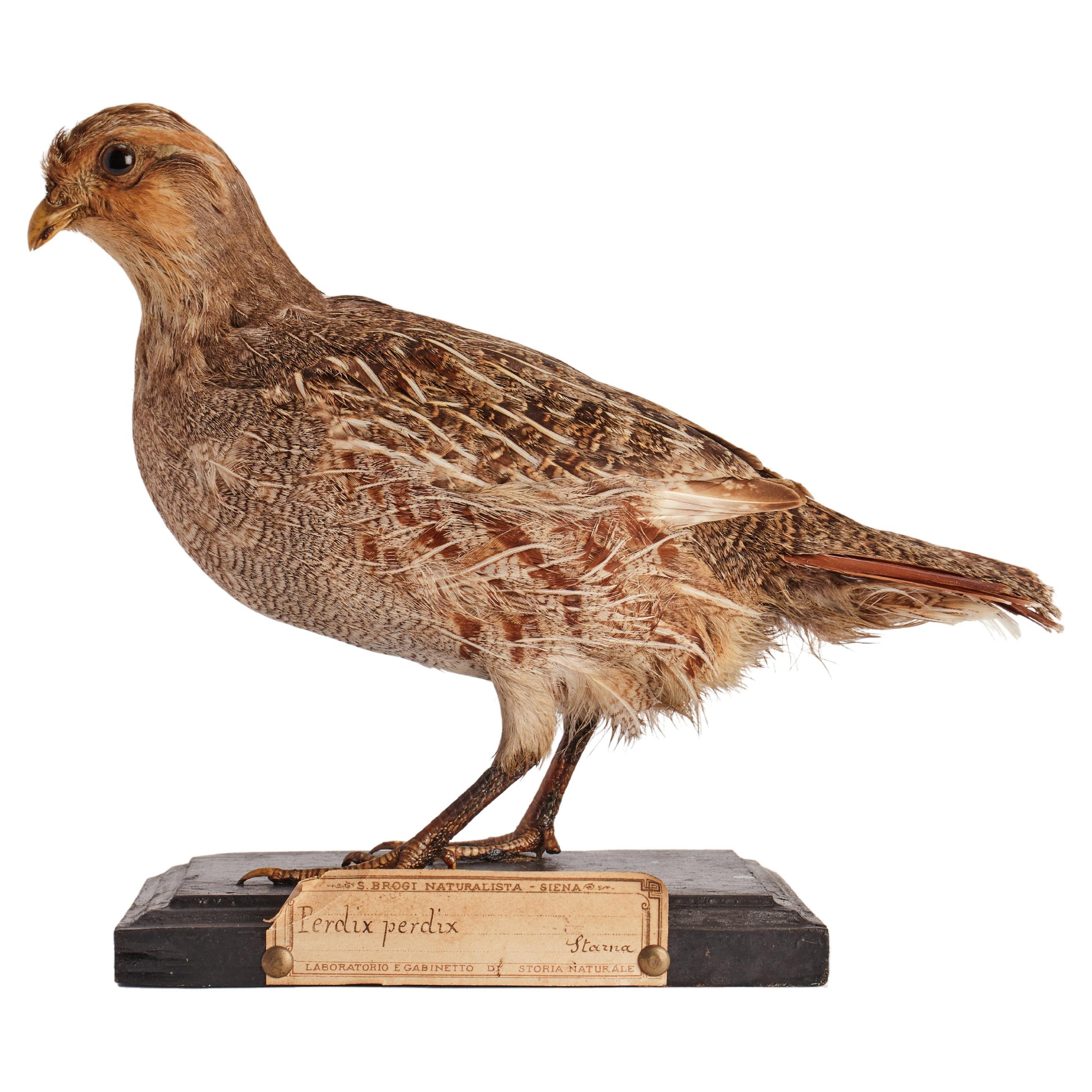 Stuffed bird for natural history cabinet, a partridge, Italy 1880.  For Sale