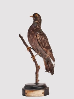 Stuffed bird for natural history cabinet: a Pigeon, Italy 1880.