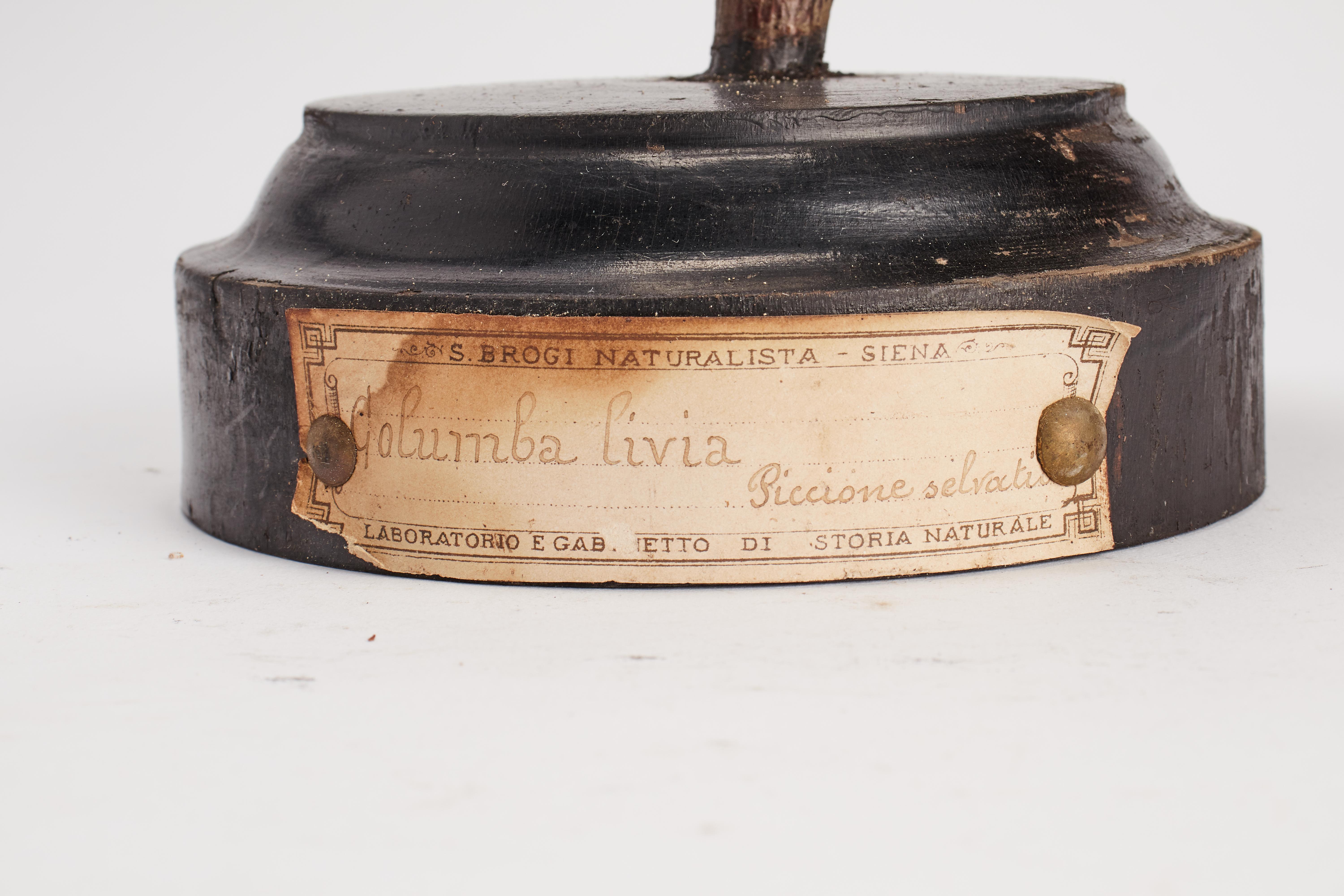 Stuffed bird for natural history cabinet: a Pigeon, Italien 1880. (Italienisch) im Angebot