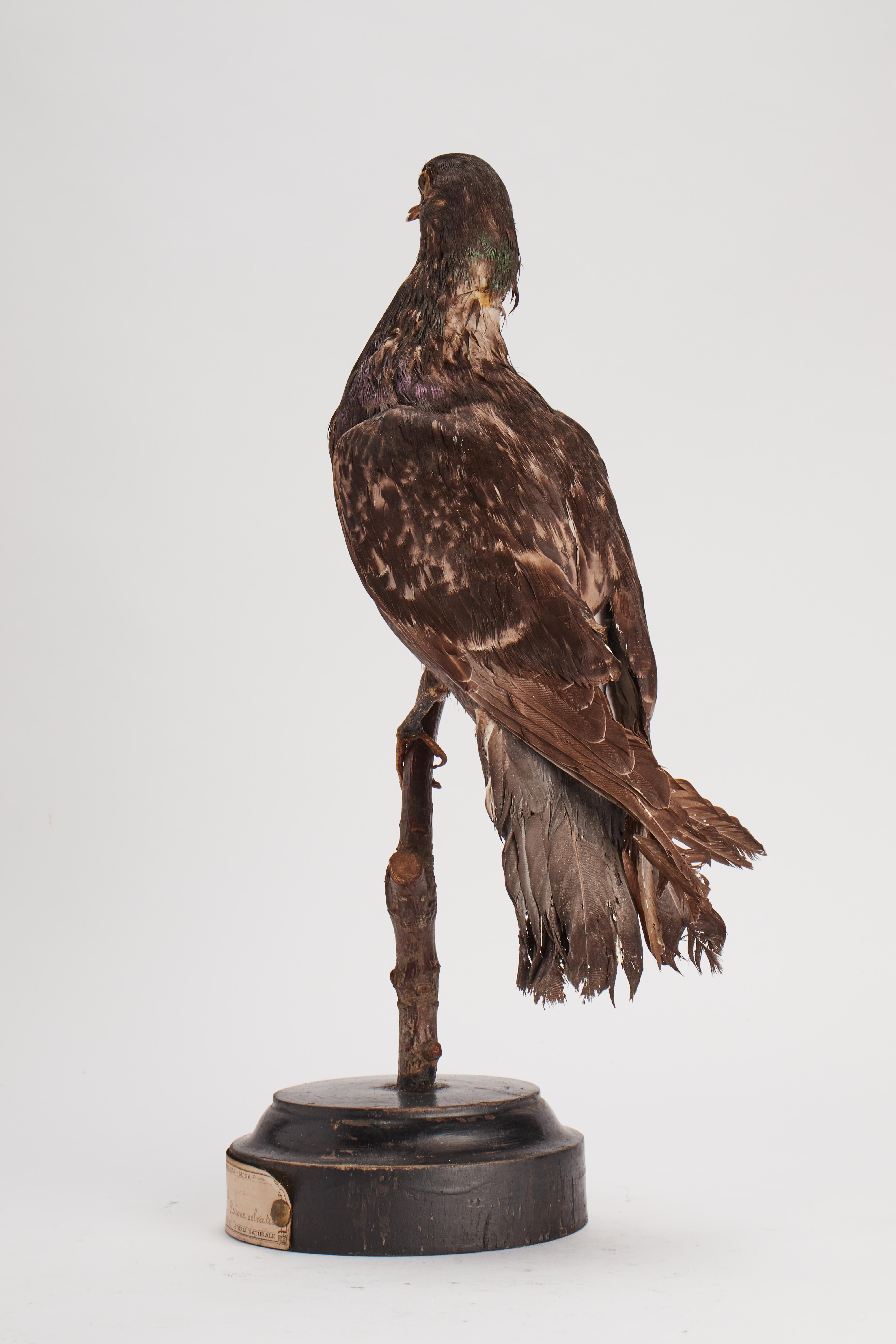 Stuffed bird for natural history cabinet: a Pigeon, Italy 1880.  In Good Condition For Sale In Milan, IT