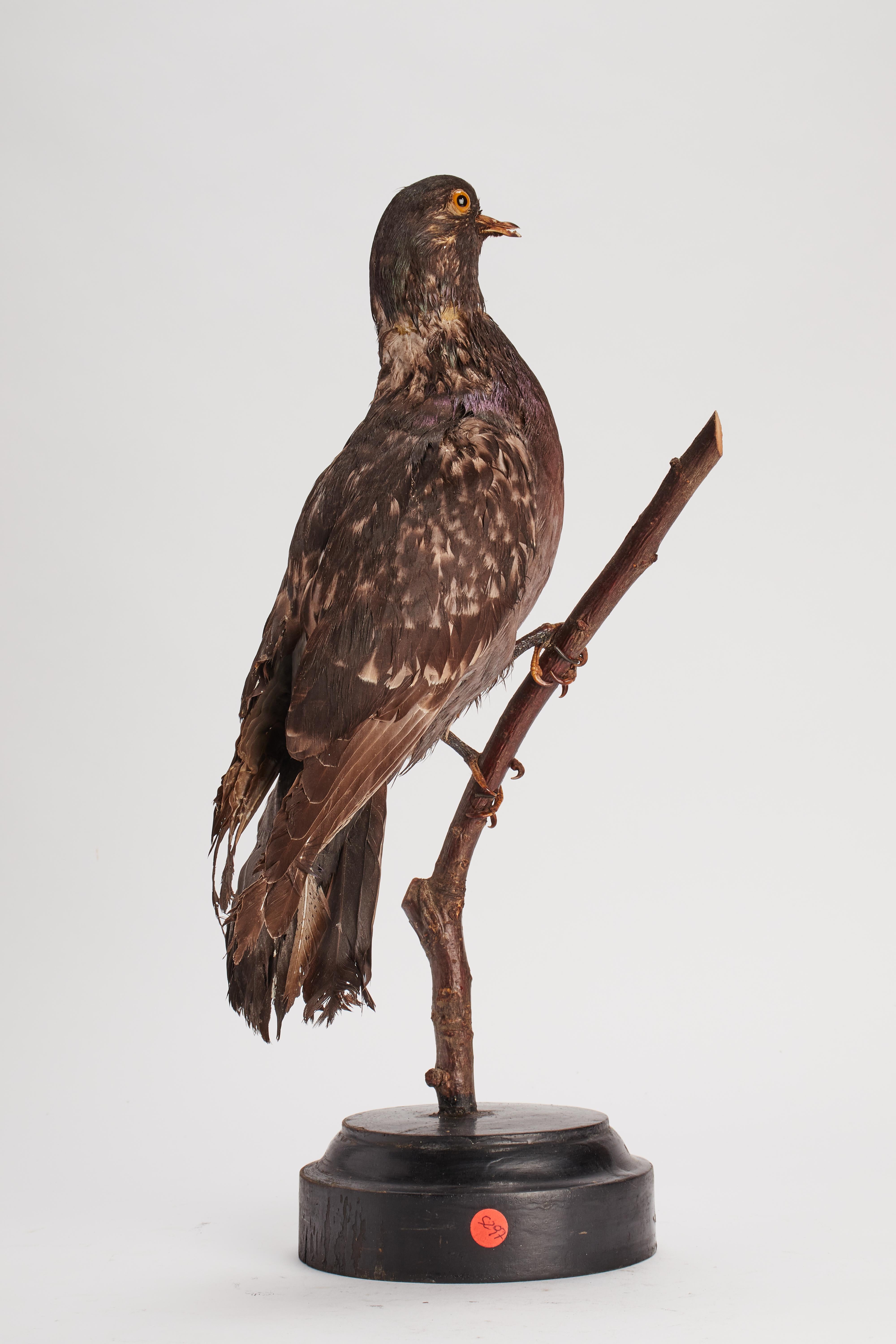 Oiseau touffeté pour armoire d'histoire naturelle : un Pigeon, Italie 1880.  Bon état - En vente à Milan, IT